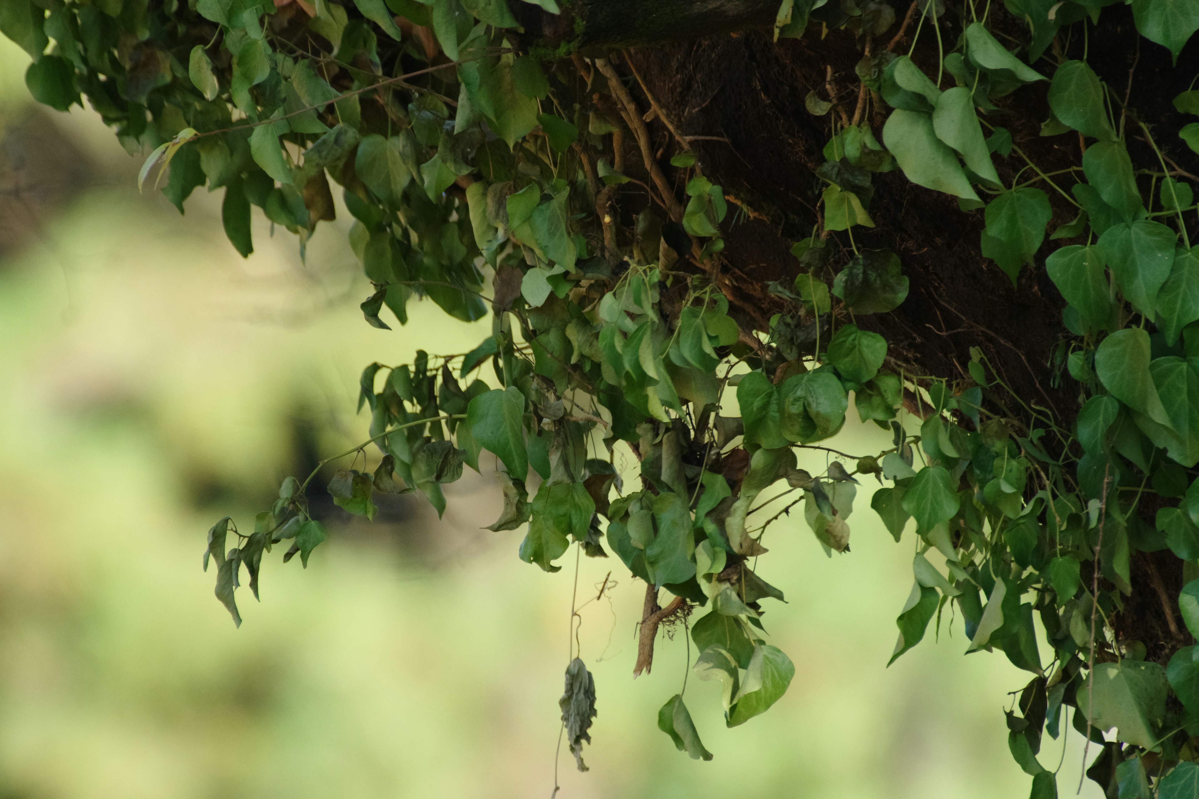 Gros plan sur des feuilles vertes sur une branche d'arbre