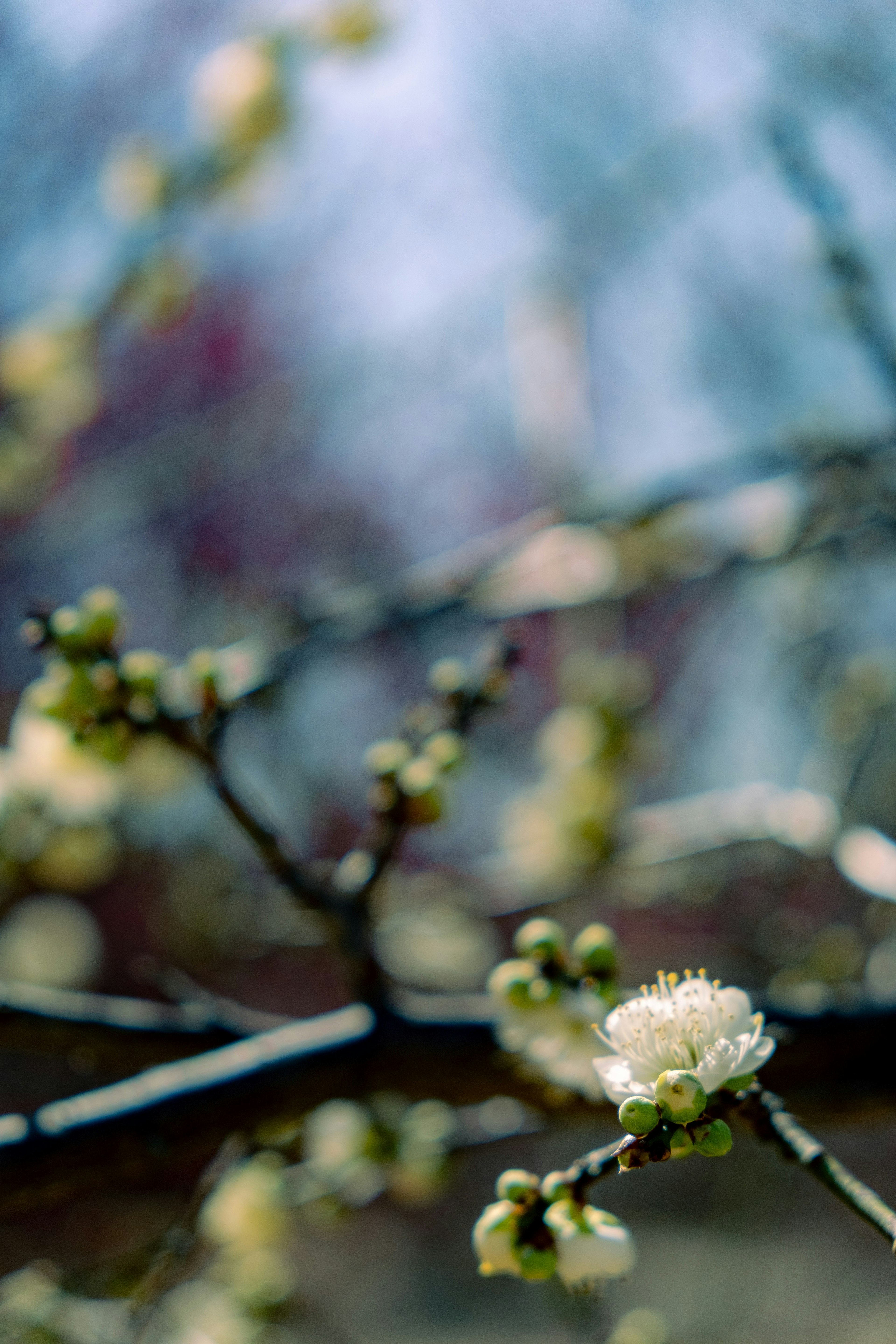 Close-up of a branch with white flowers blooming blurred natural background