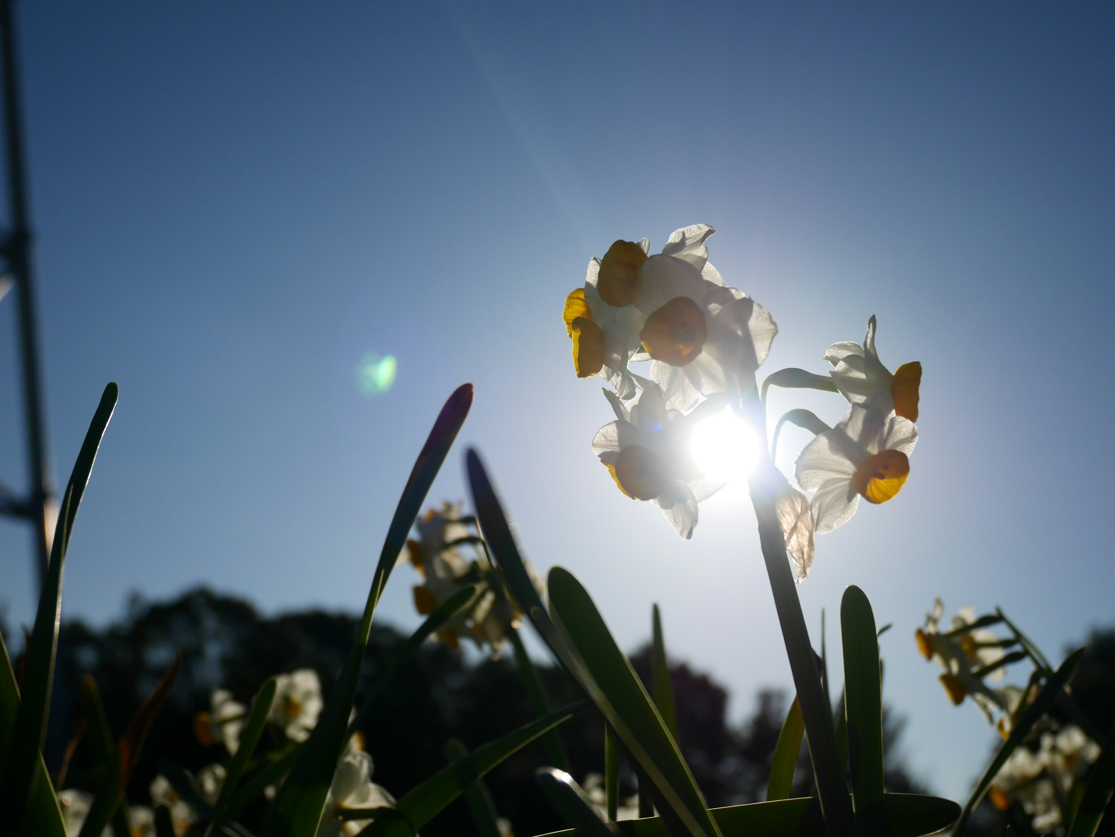 Flores brillando contra la luz del sol con un cielo azul claro