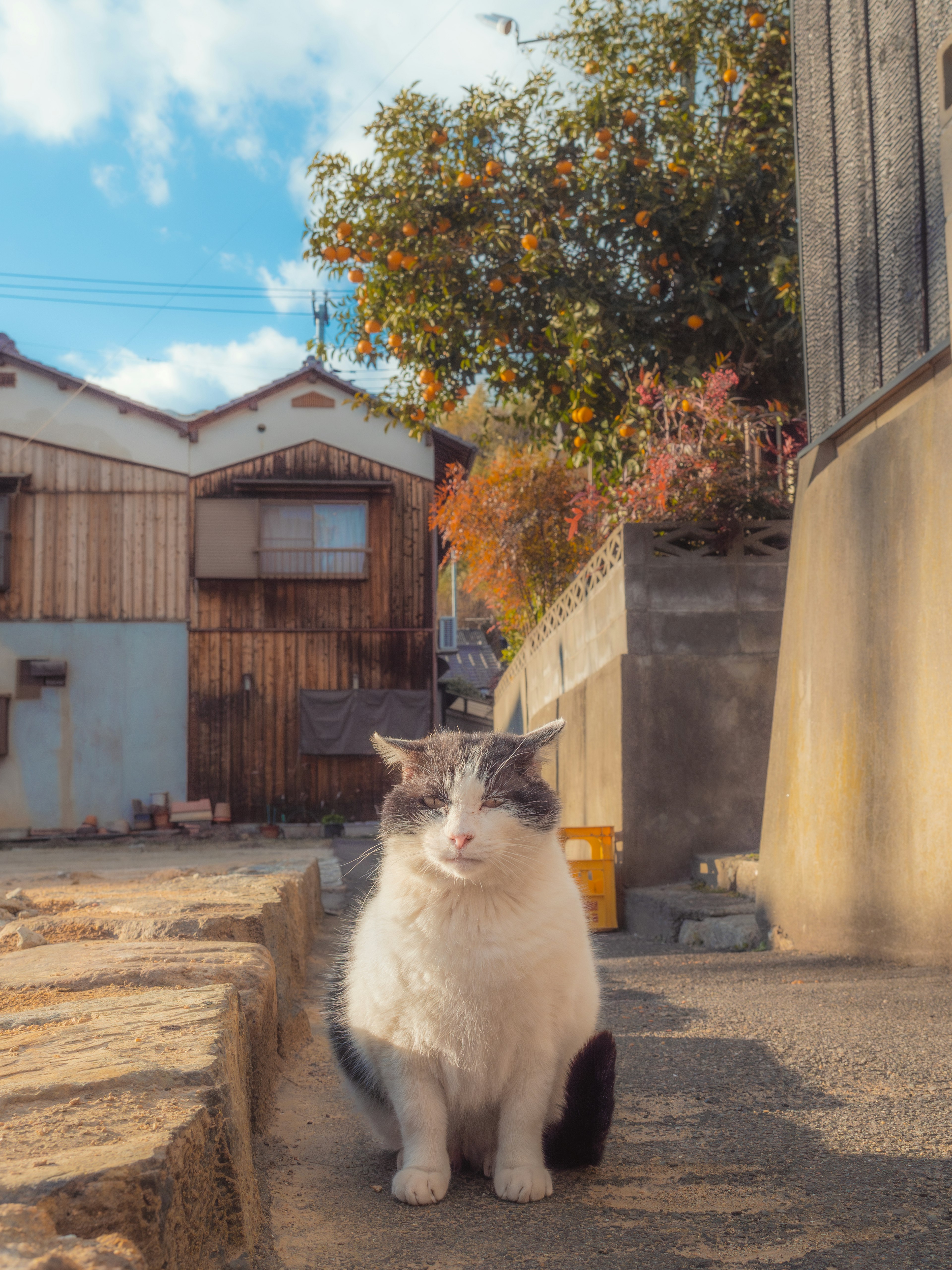 A white and gray cat sitting on a street with houses in the background