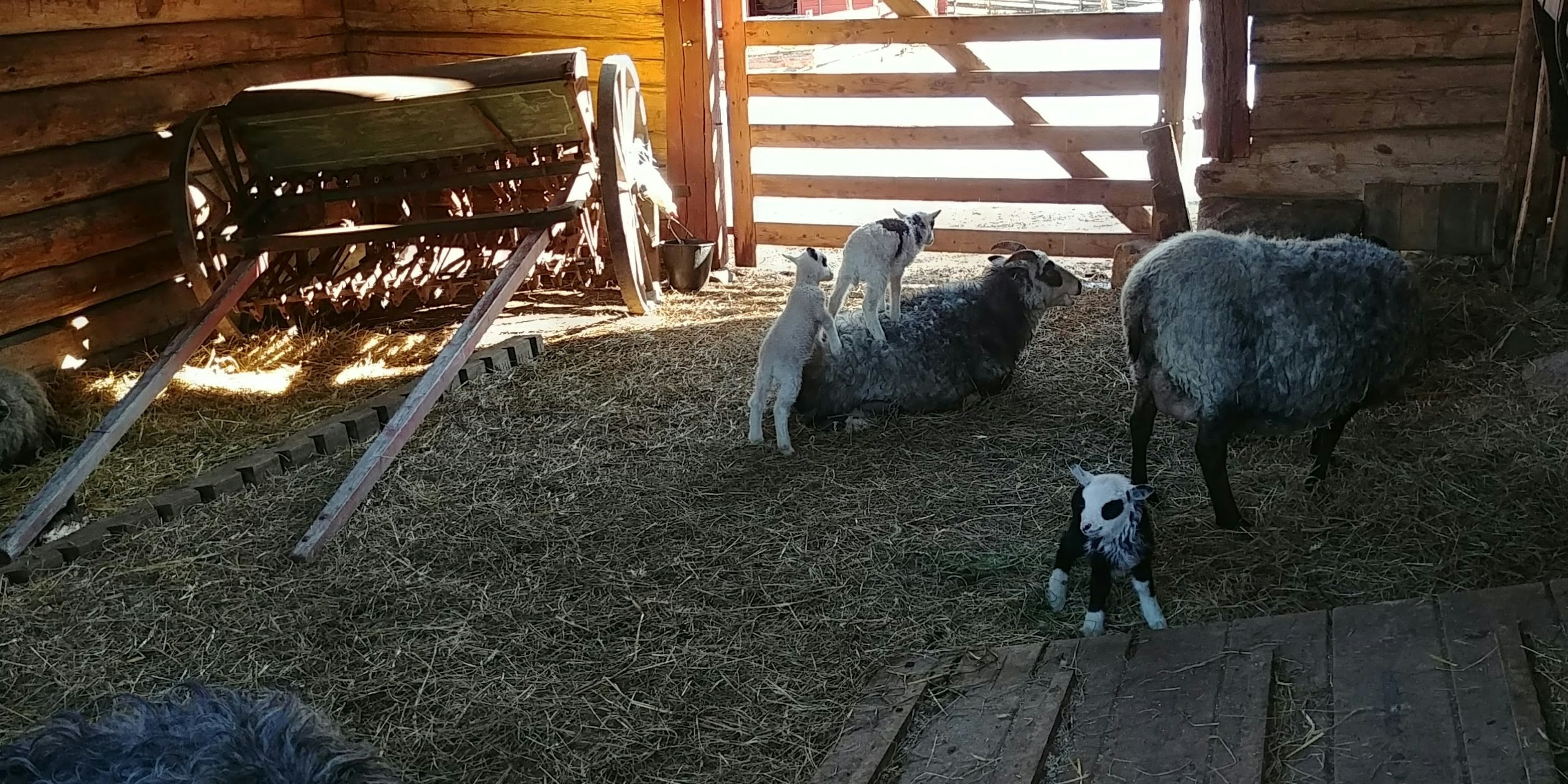 Interno di un fienile con pecore e un agnello che giocano sulla paglia