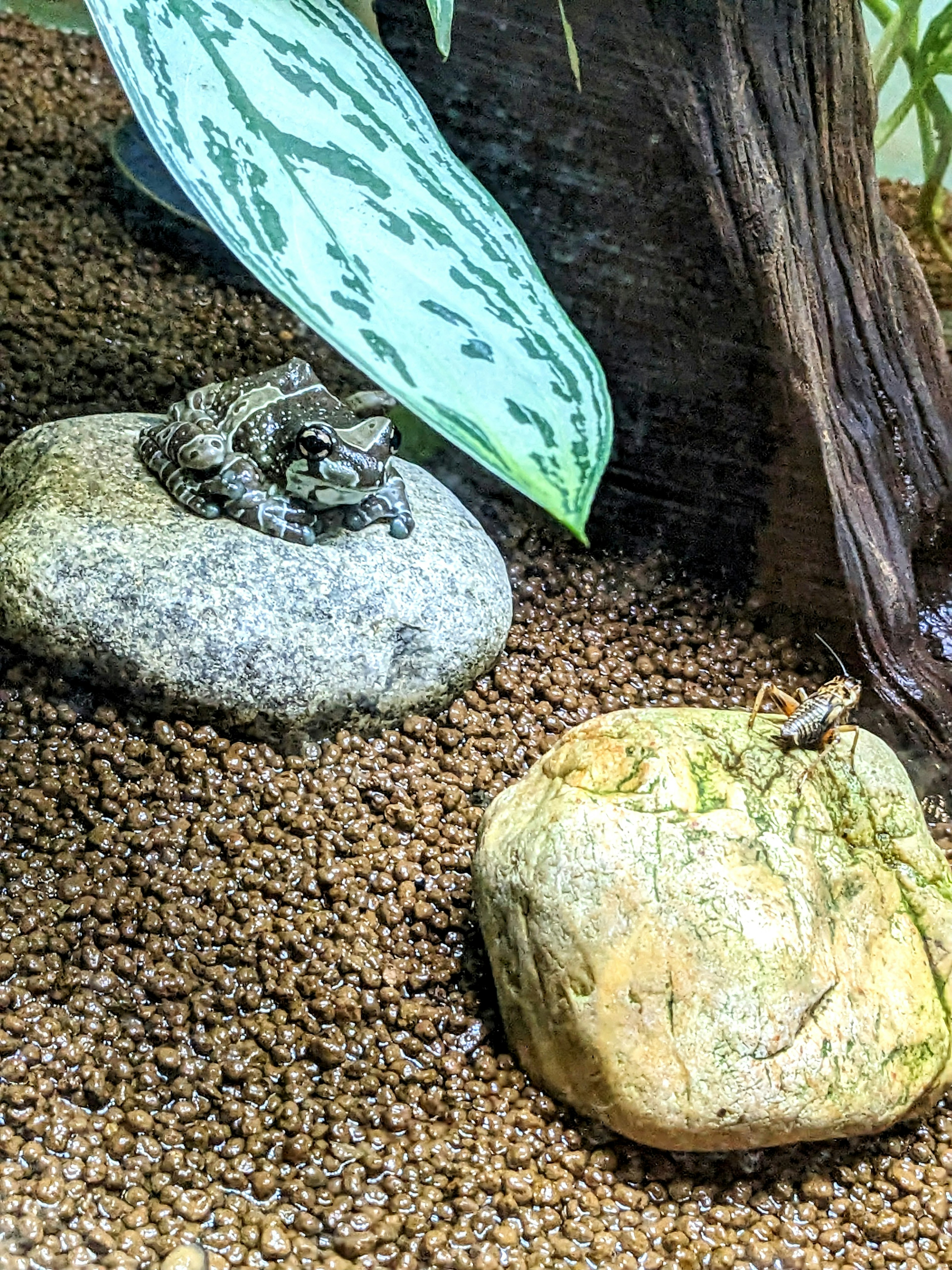 Frosch sitzt auf einem Stein mit grünem Hintergrund