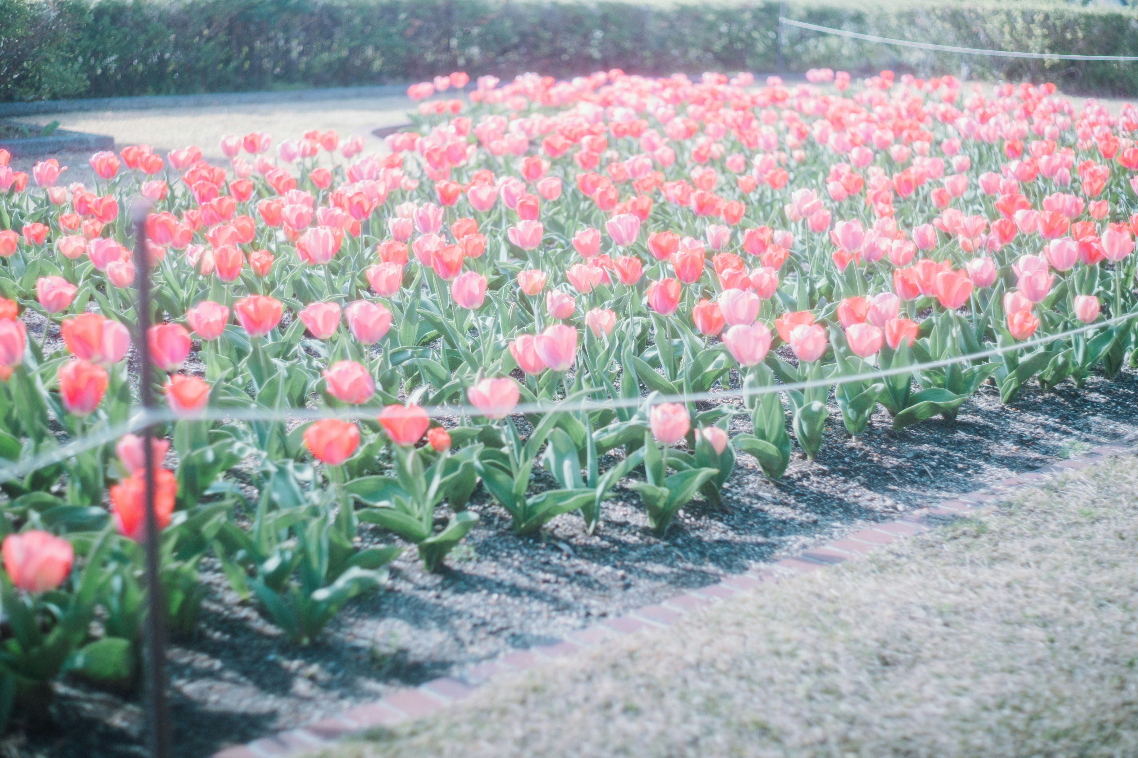 花園中盛開的粉紅色鬱金香田野