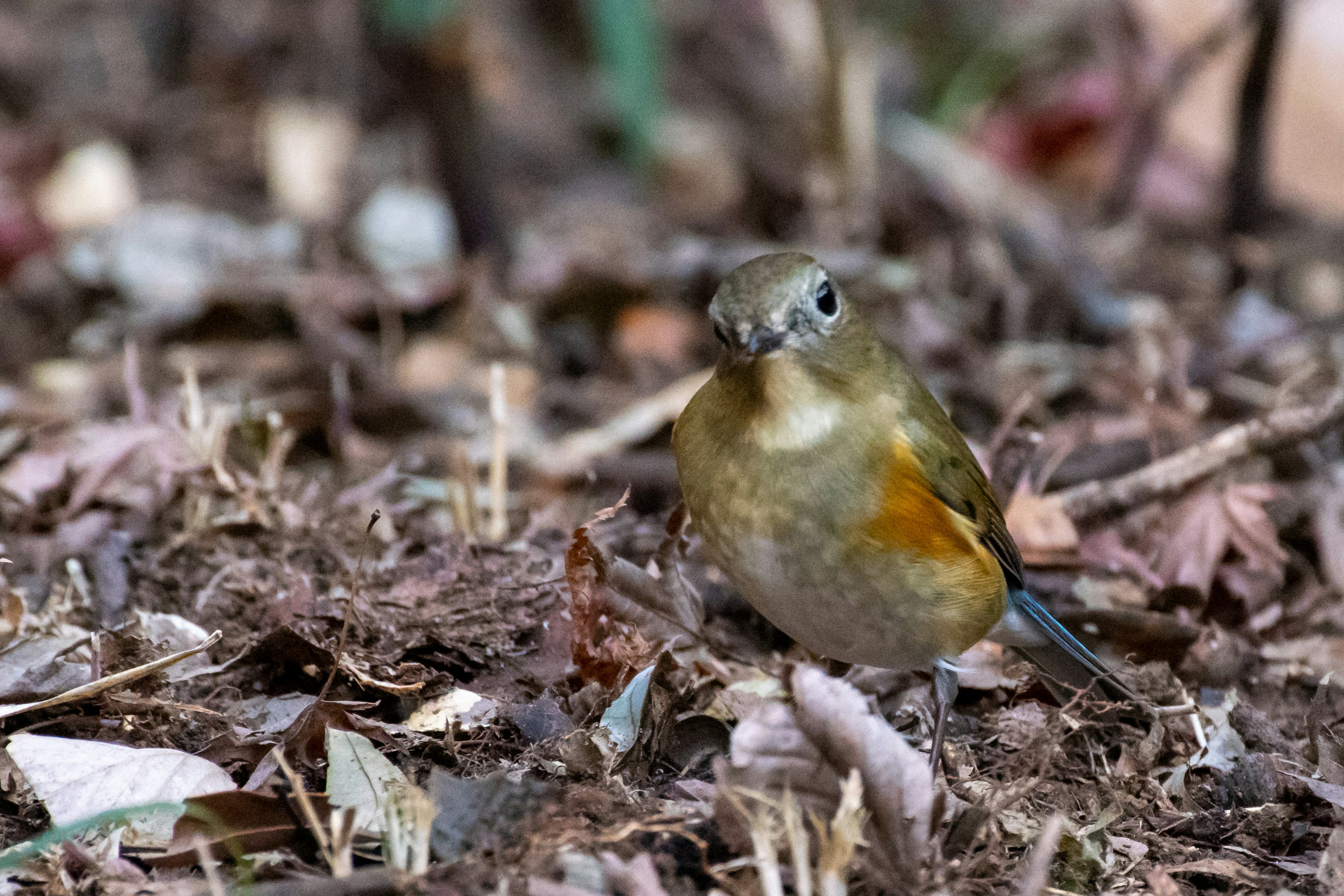 Ein kleiner Vogel steht auf dem Boden zwischen den Blättern