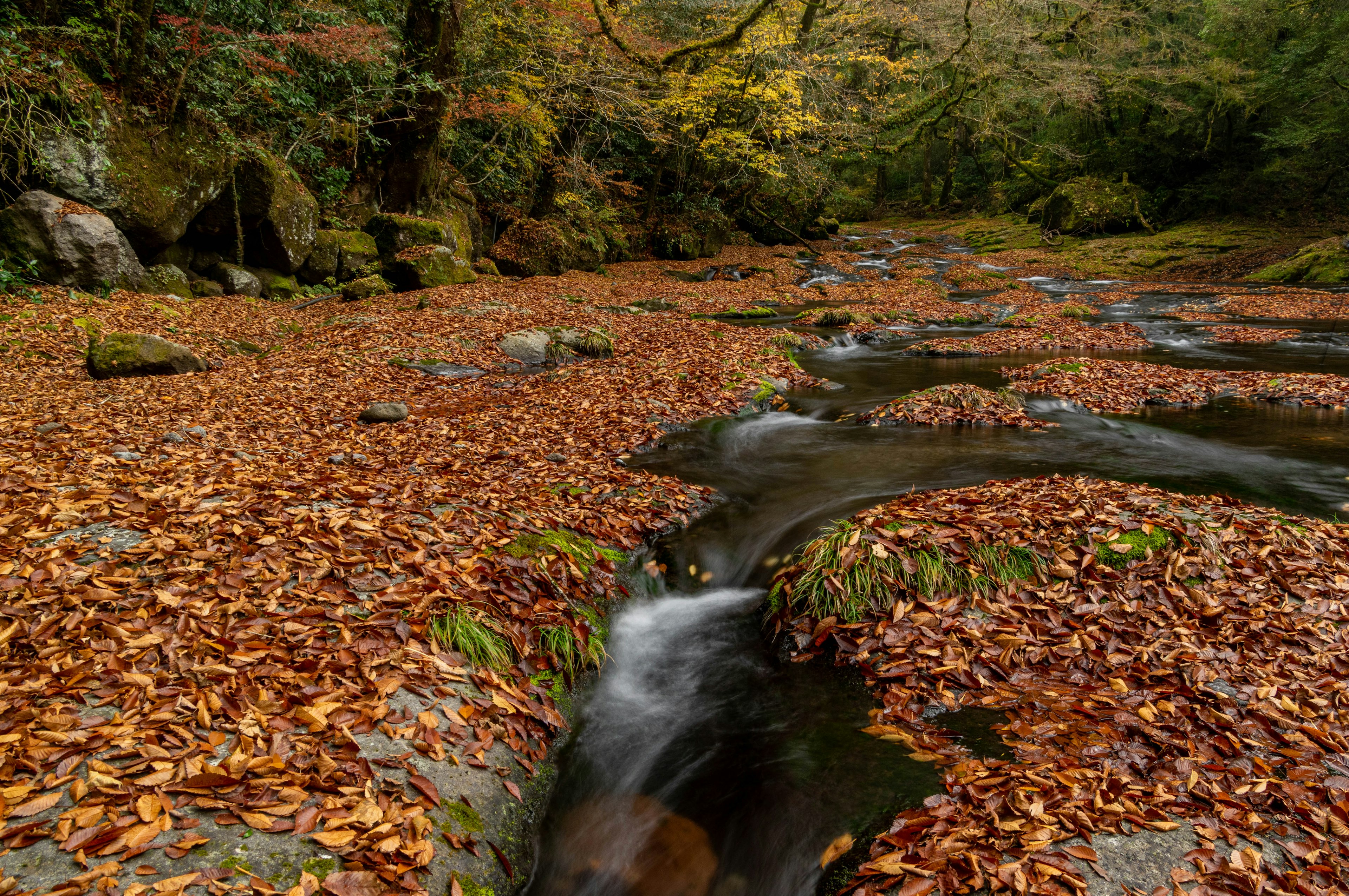 Arroyo que fluye entre hojas de otoño