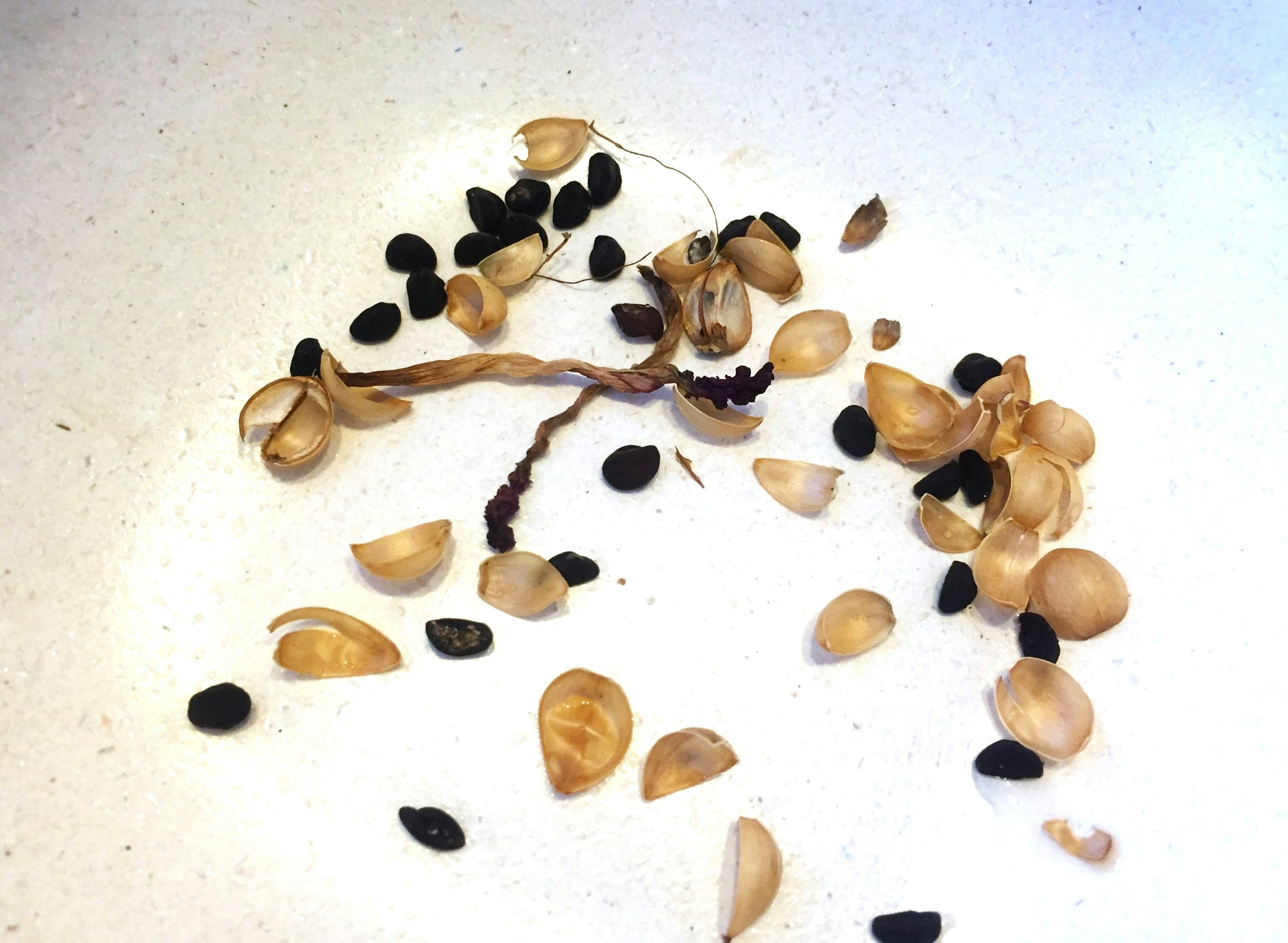 Scattered plant fragments including seeds and roots on a white background