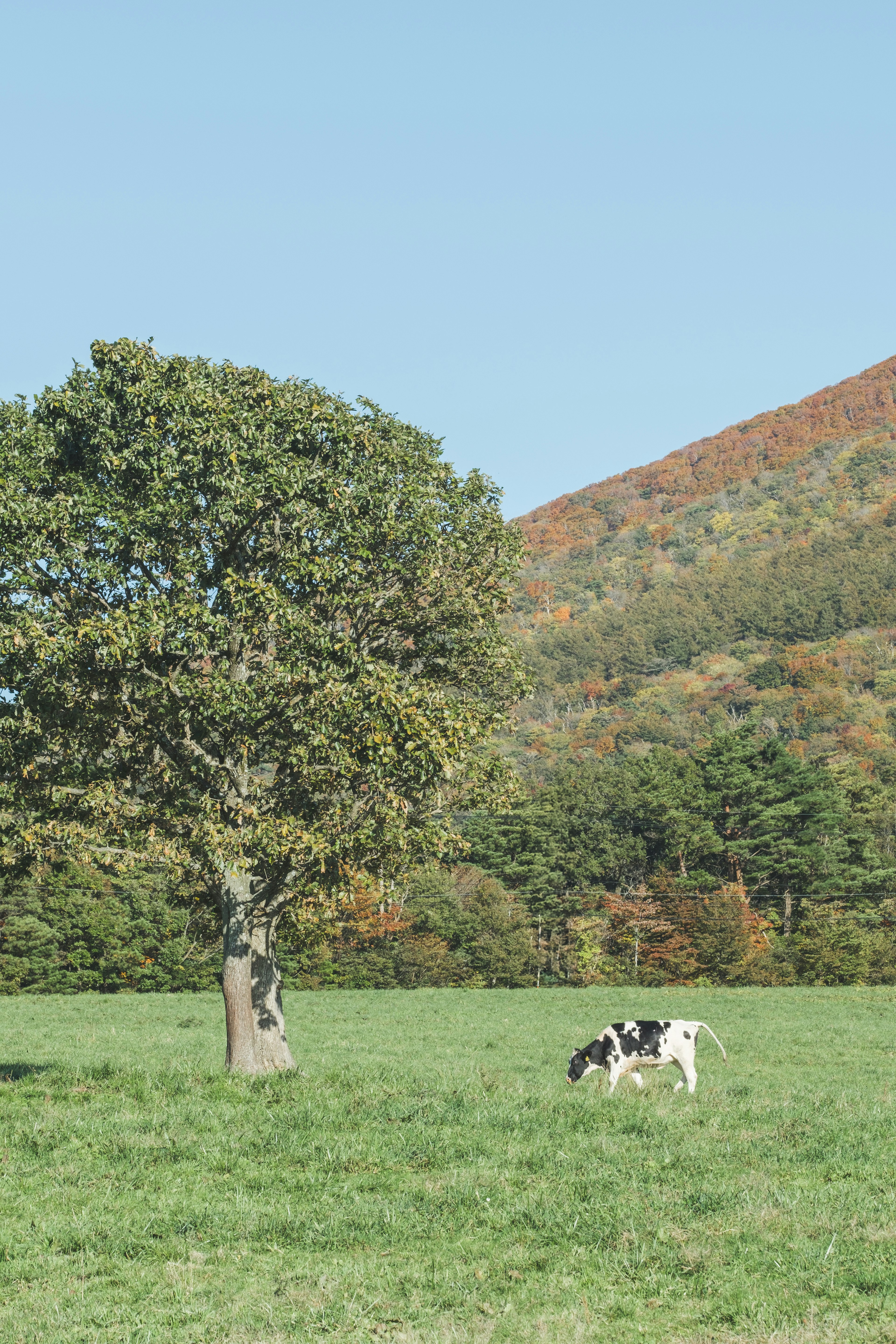 Un grand arbre sur un pâturage vert avec une vache noire et blanche paissant à proximité