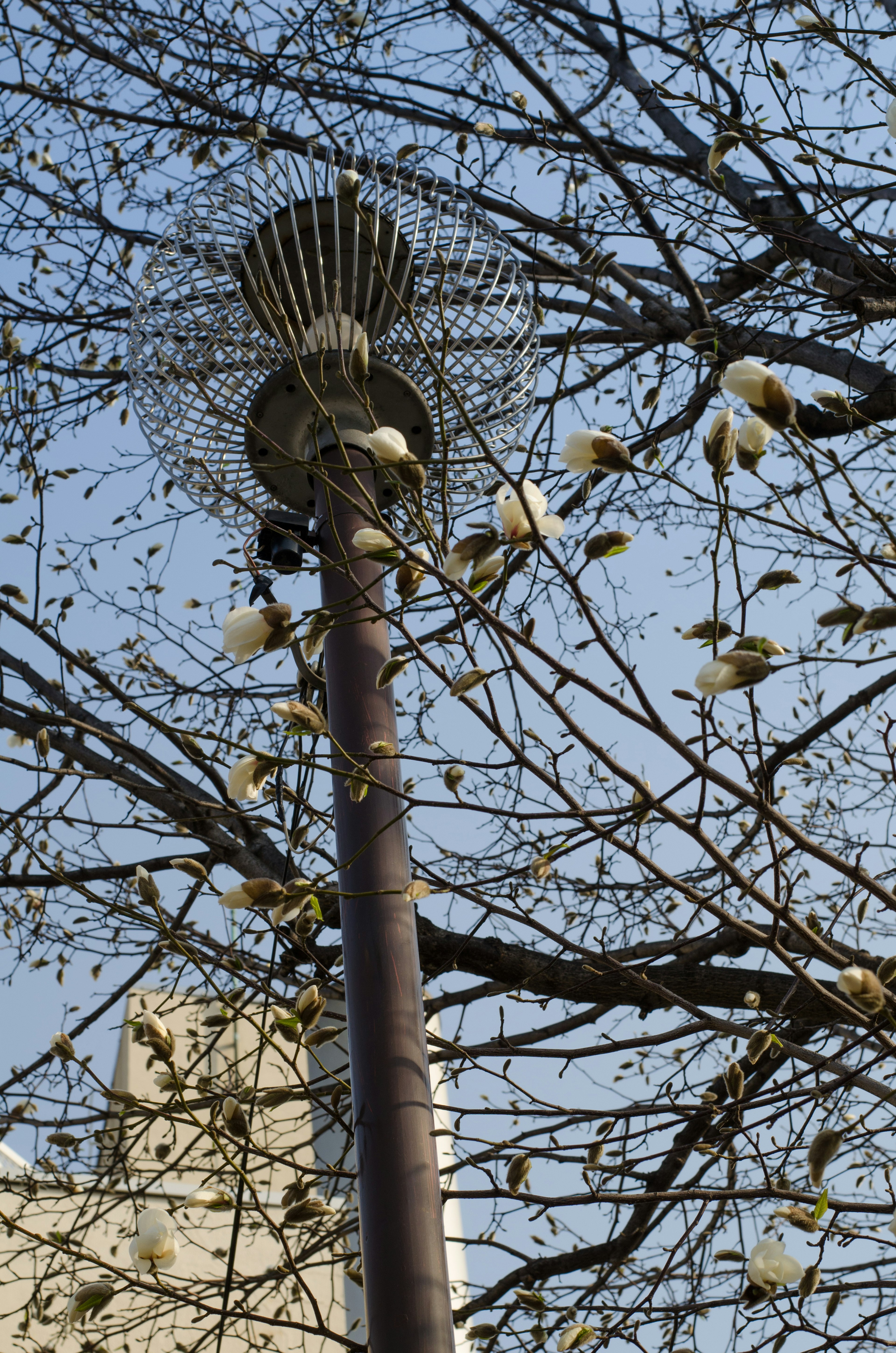 Una bella scena di un albero in fiore contrastato da un lampione sotto un cielo azzurro