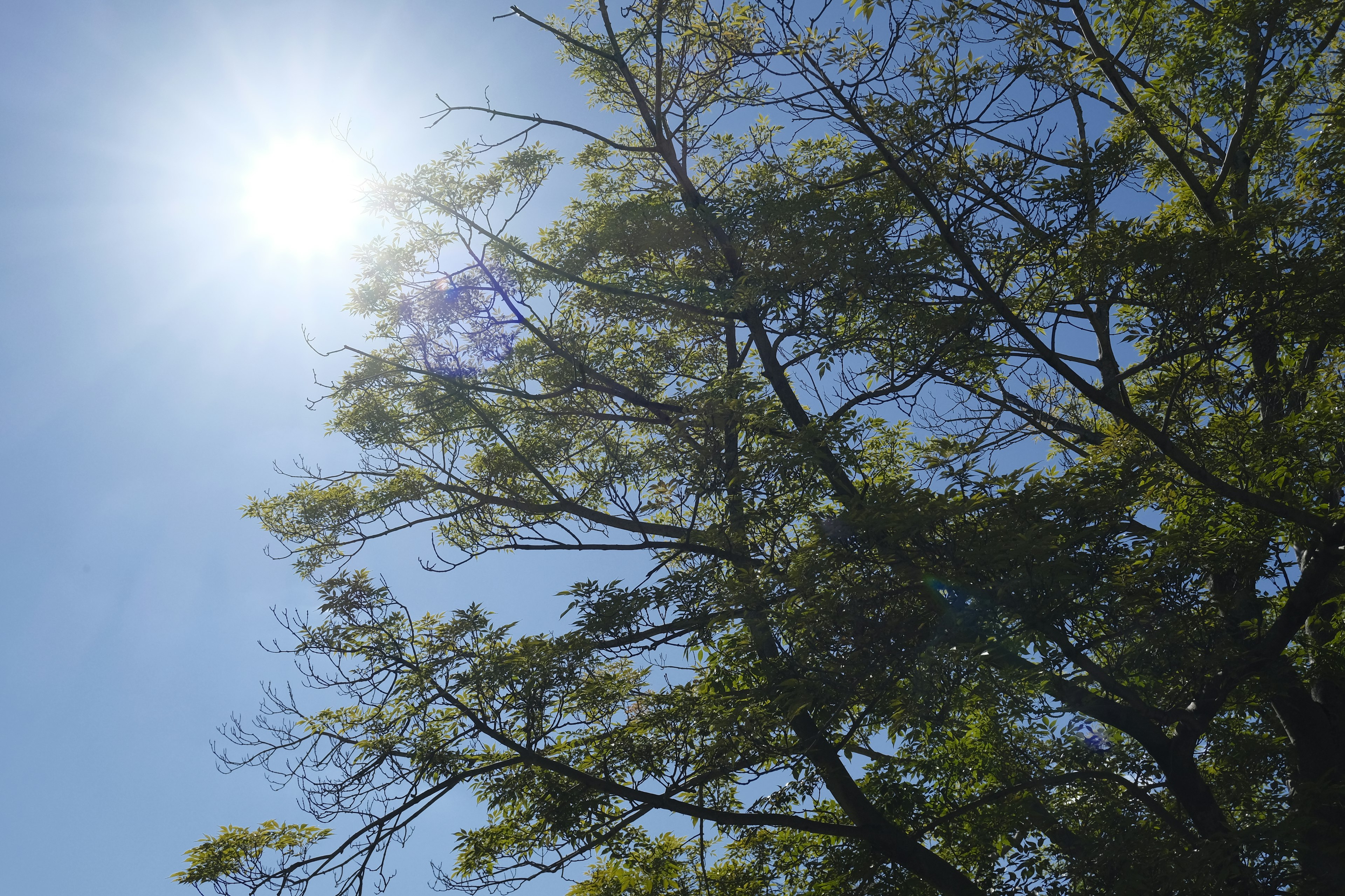 Cabang pohon yang menikmati sinar matahari di bawah langit biru yang cerah