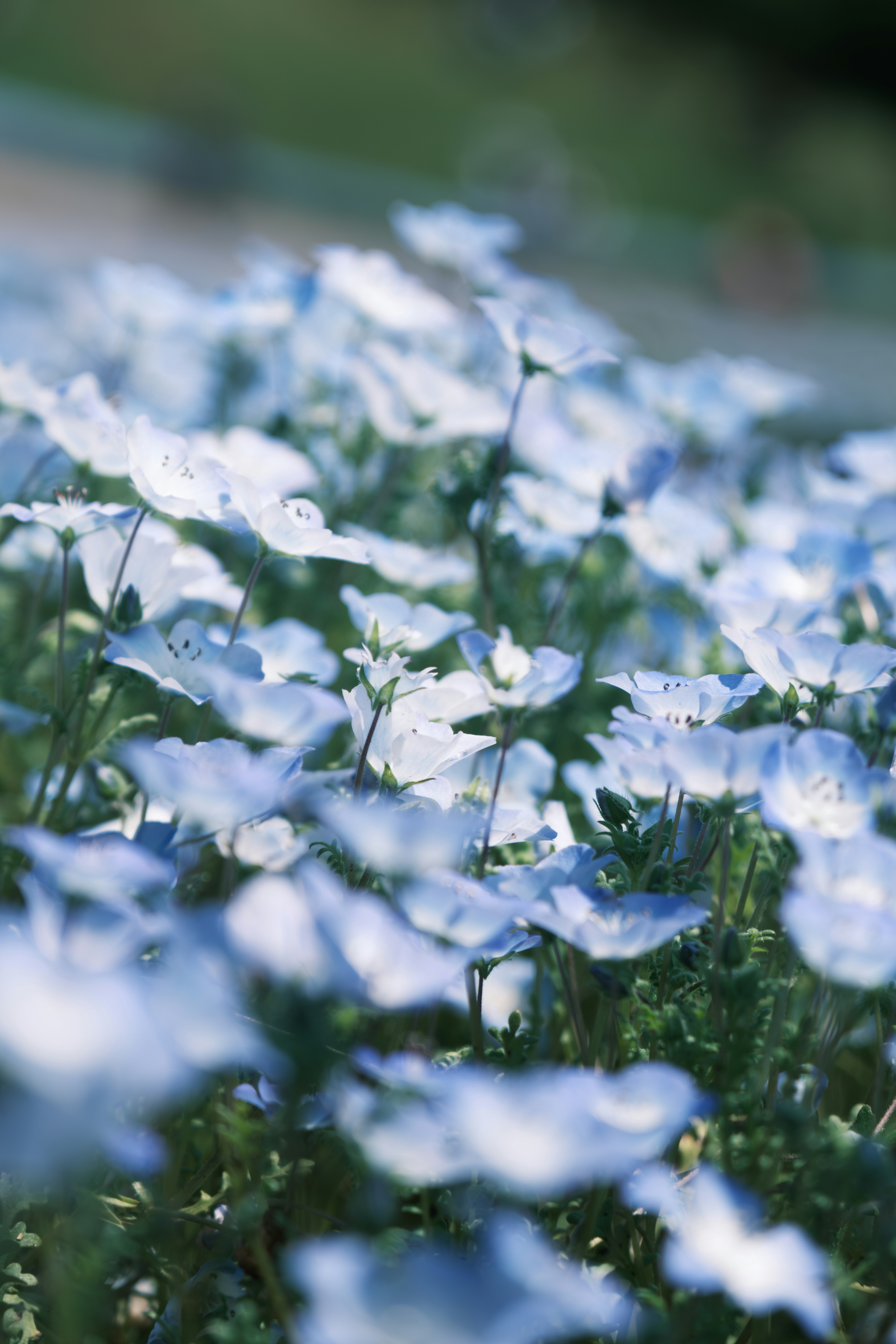 Acercamiento a un campo de flores azules desenfocadas