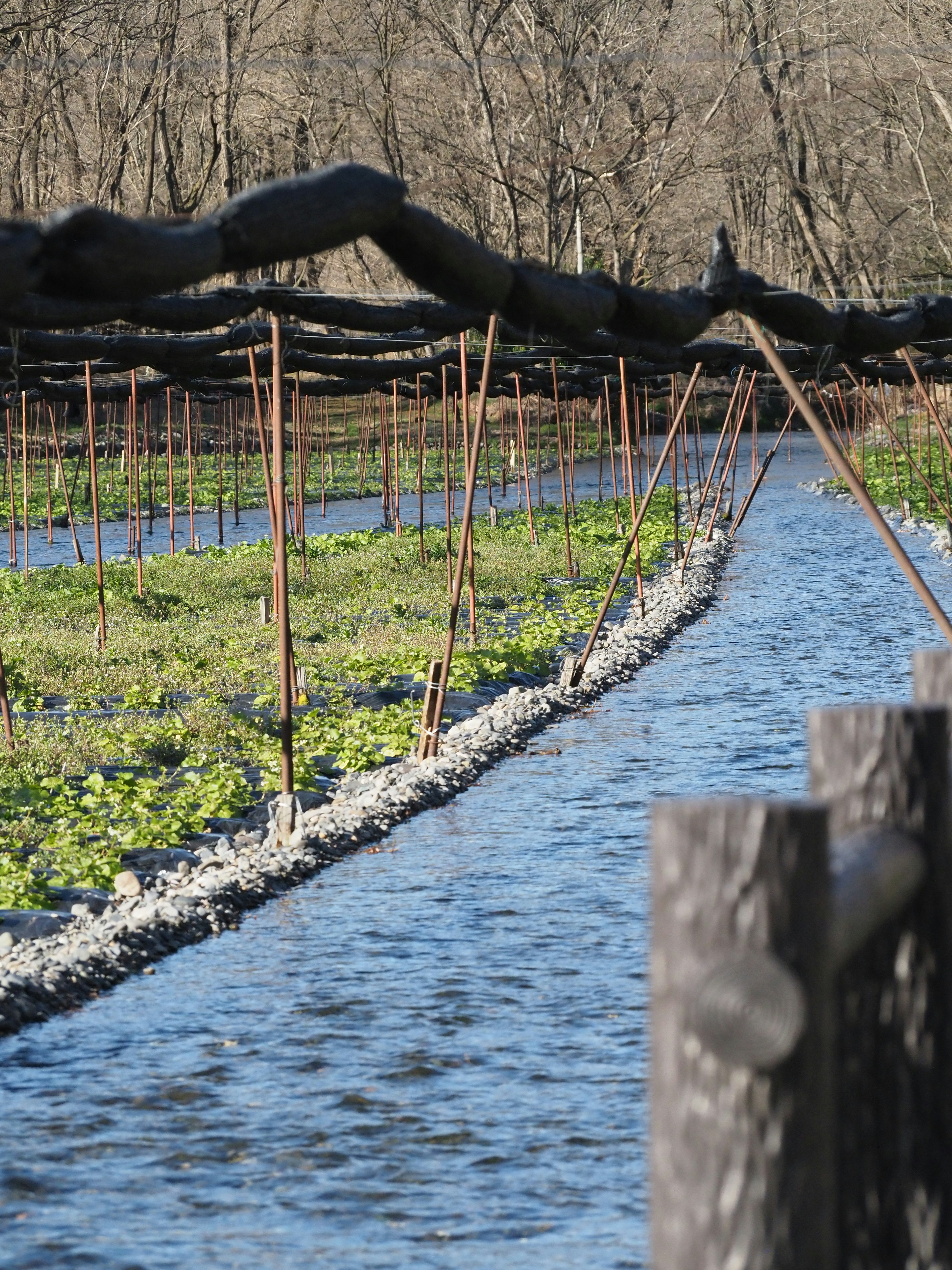 Paesaggio agricolo lungo un canale d'acqua con piante verdi e picchetti in metallo