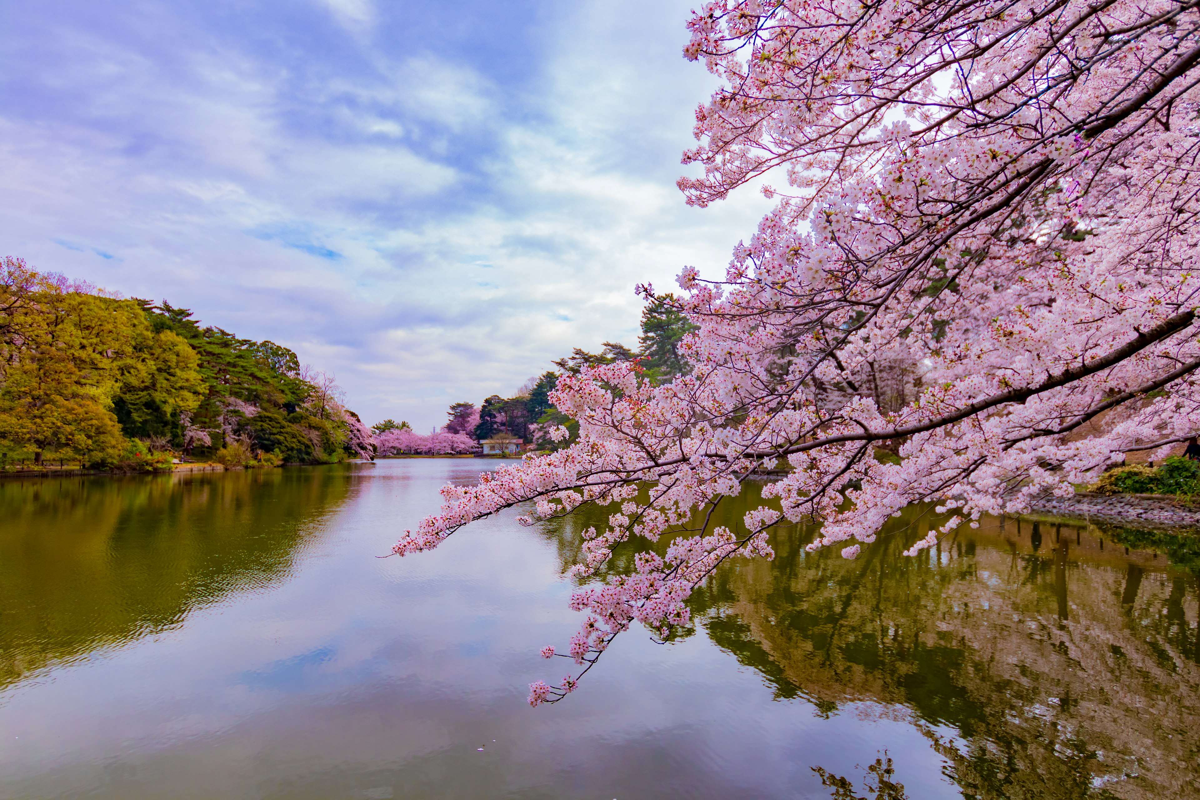 Pohon sakura di tepi kolam tenang yang memantulkan langit biru