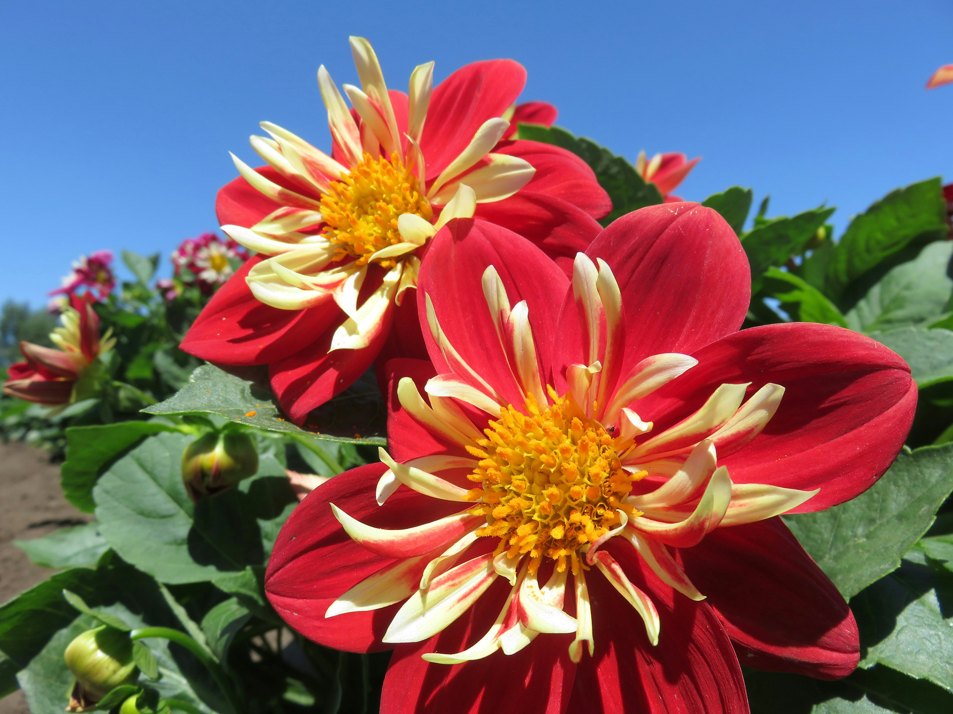 Vibrant red dahlia flowers with yellow petals in a sunny garden