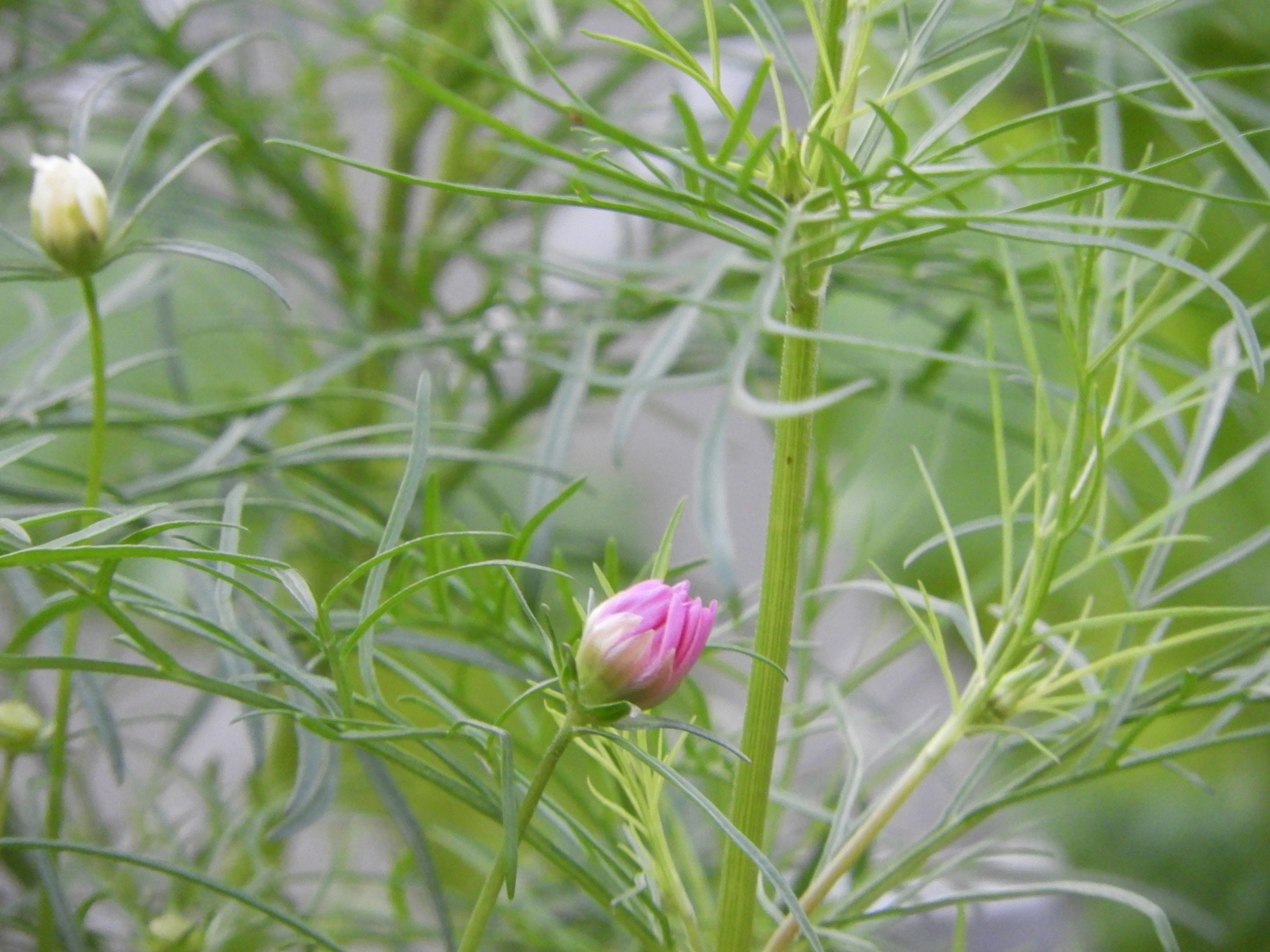 Close-up of a plant with green stems and thin leaves featuring a pink bud and a white bud