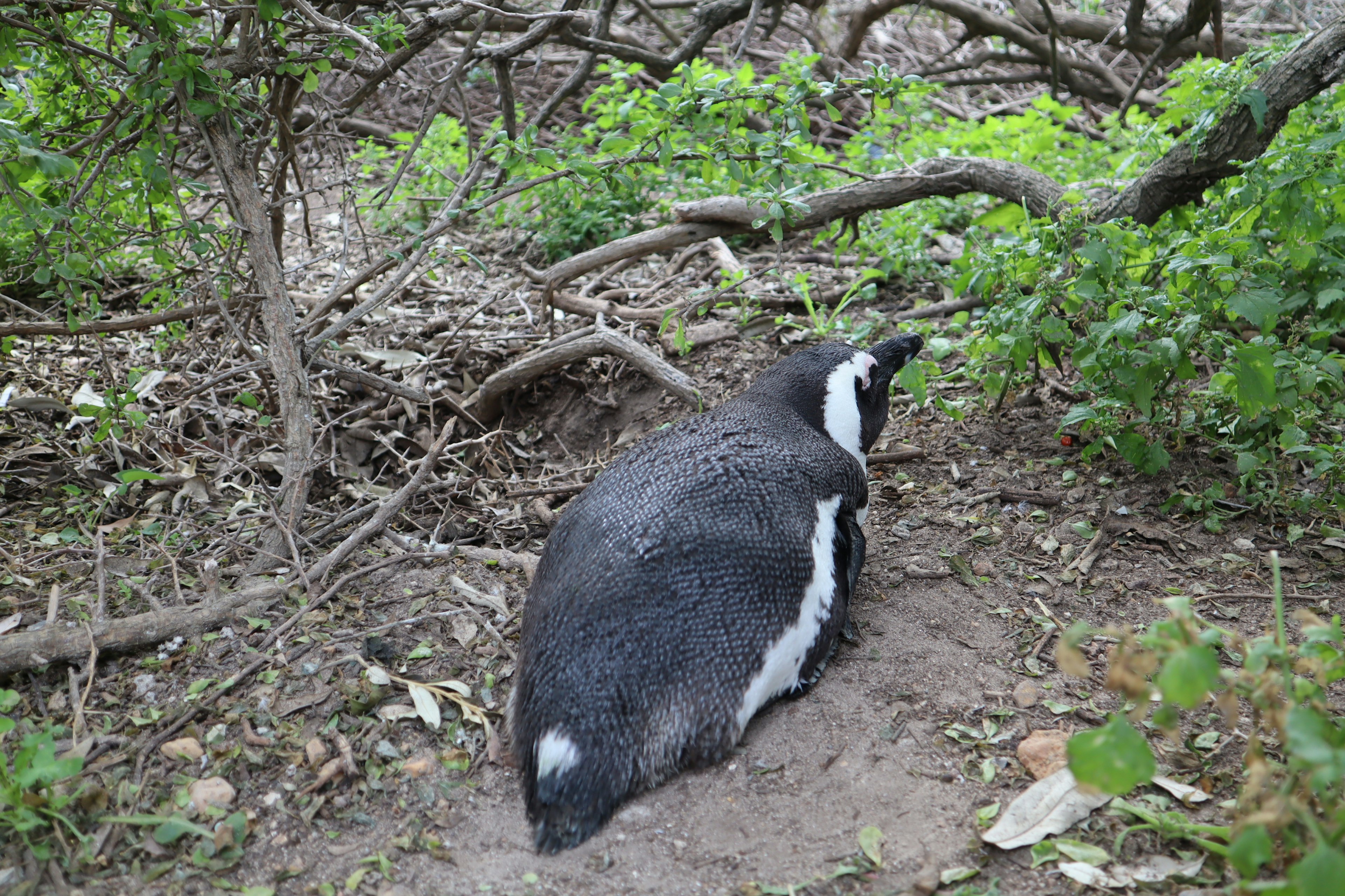 Un pinguino che riposa tra rami e vegetazione