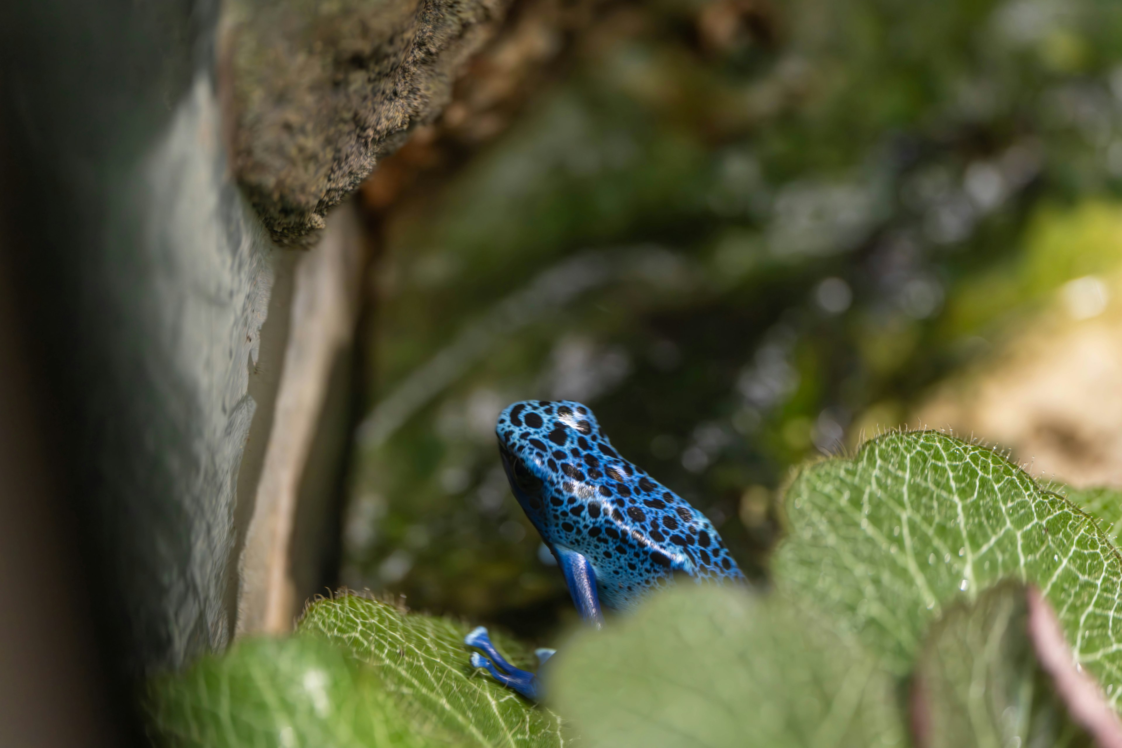 Rana dardo azul posada entre hojas verdes