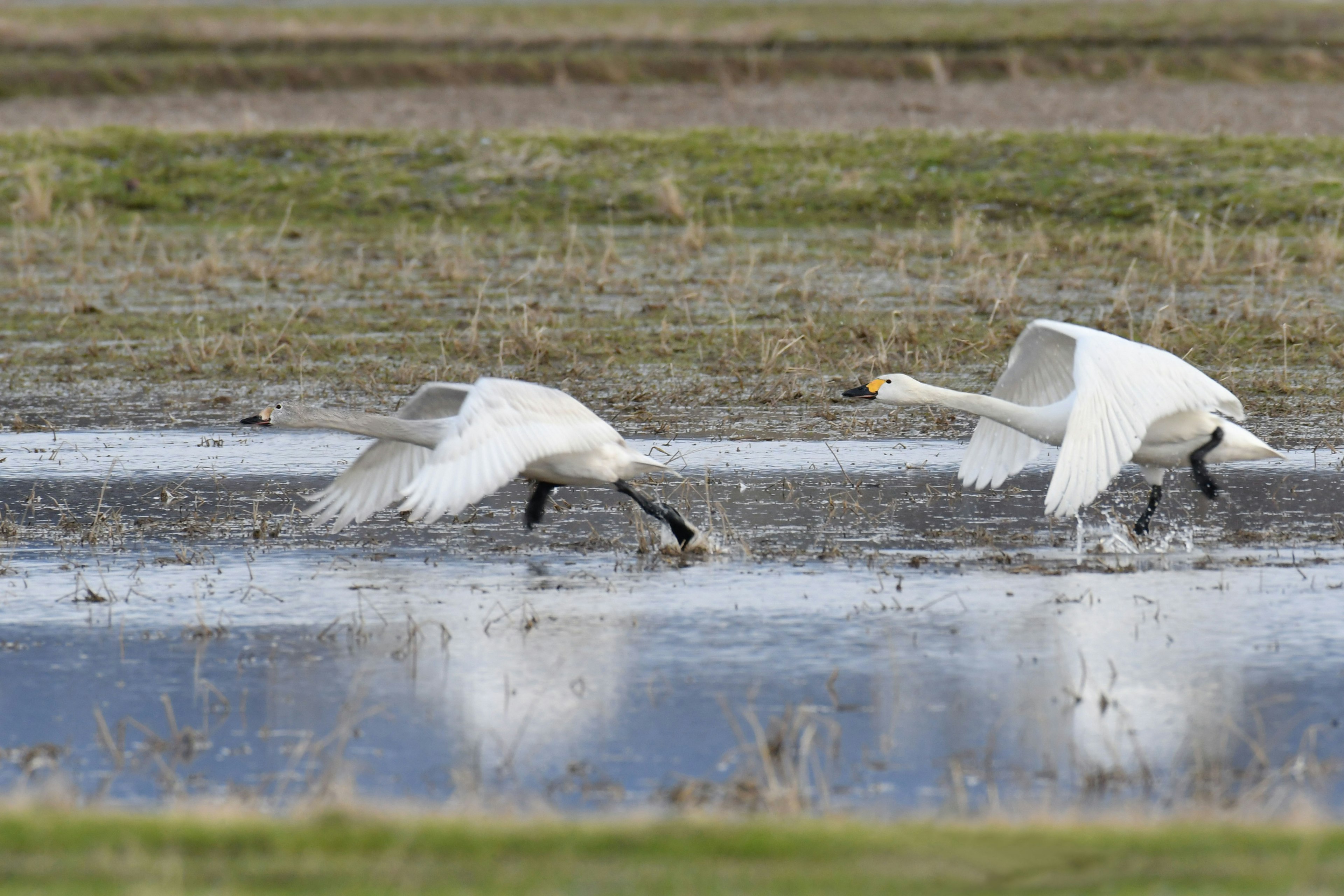 Cisnes despegando de la superficie del agua