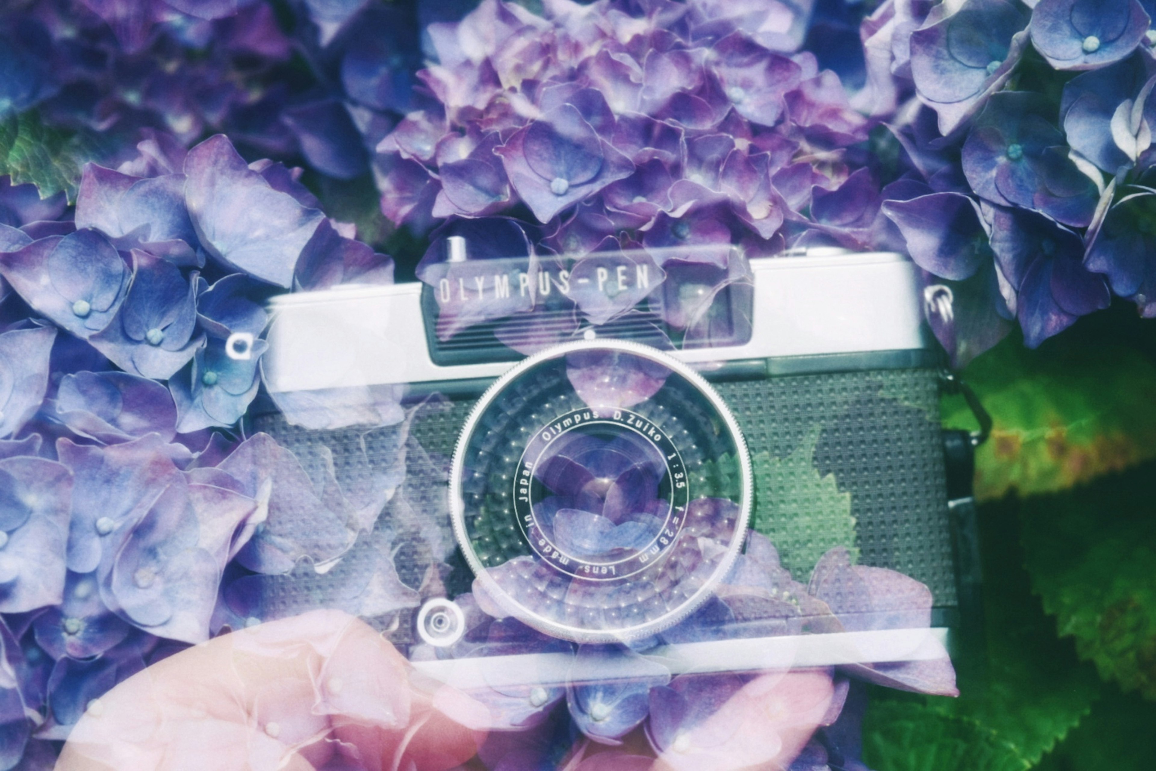 Camera held in hand surrounded by hydrangea flowers