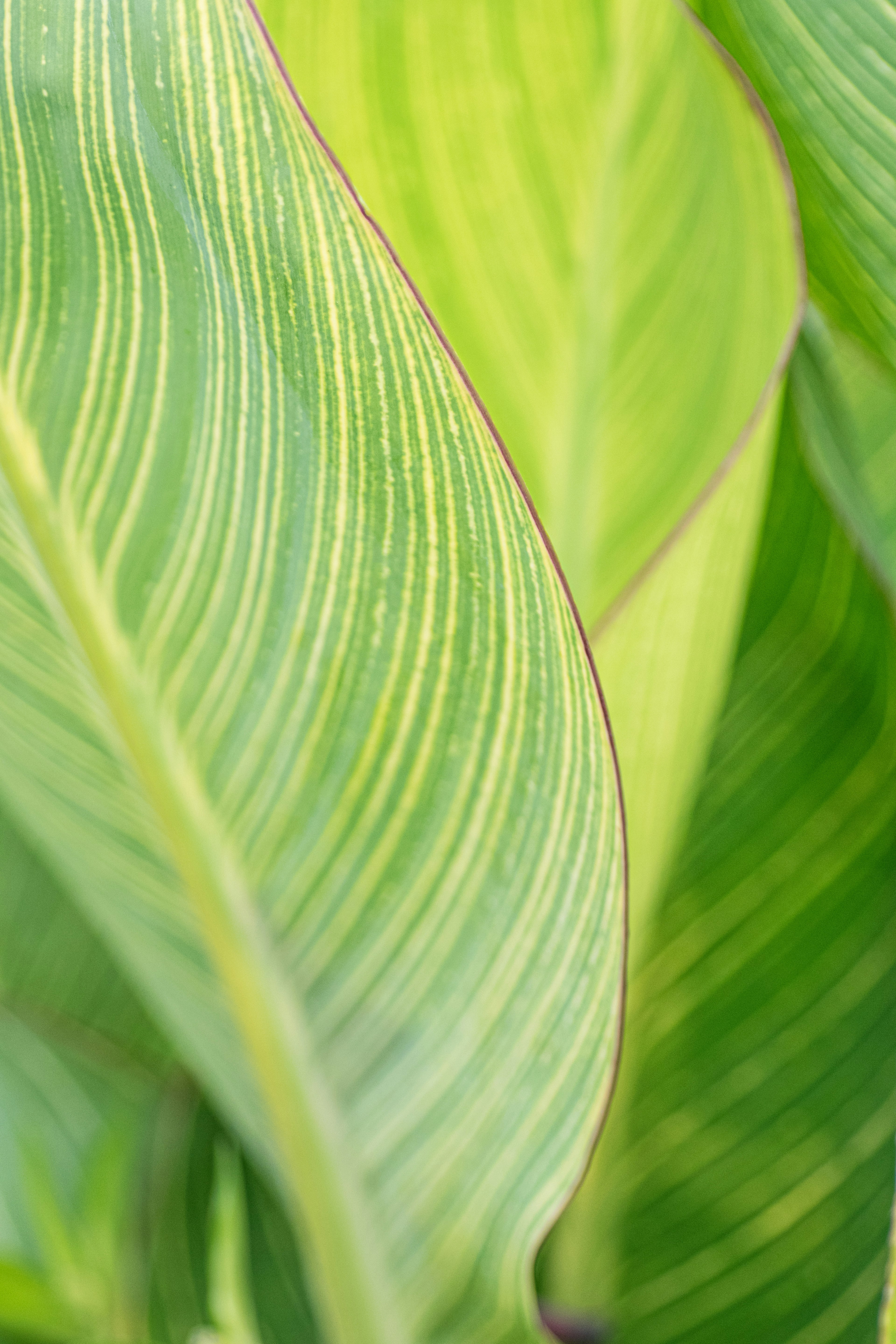 Close-up of green leaves with striped patterns and glossy texture