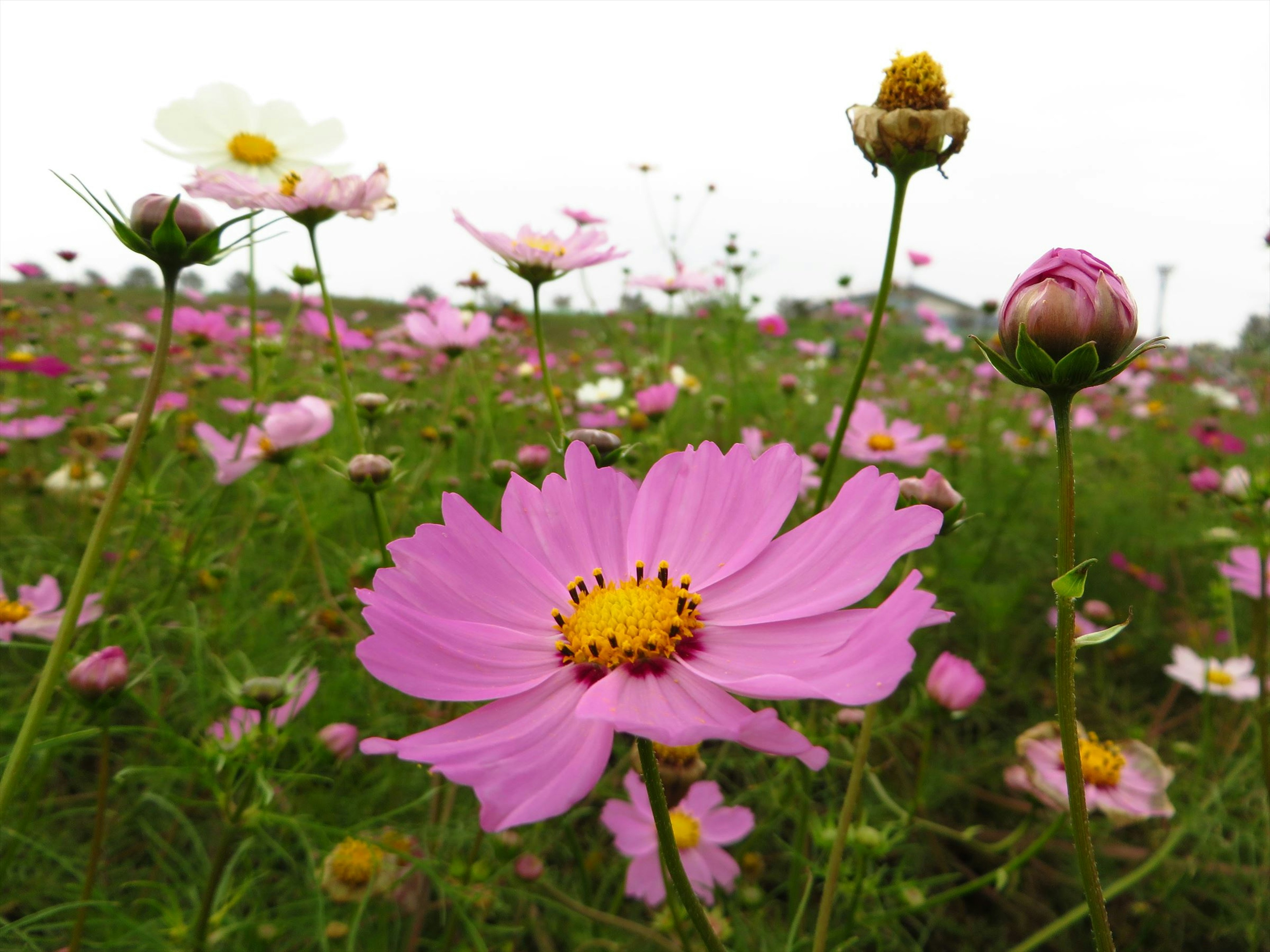 Eine lebendige rosa Kosmee blume sticht hervor in einem Feld bunter Kosmee Blumen