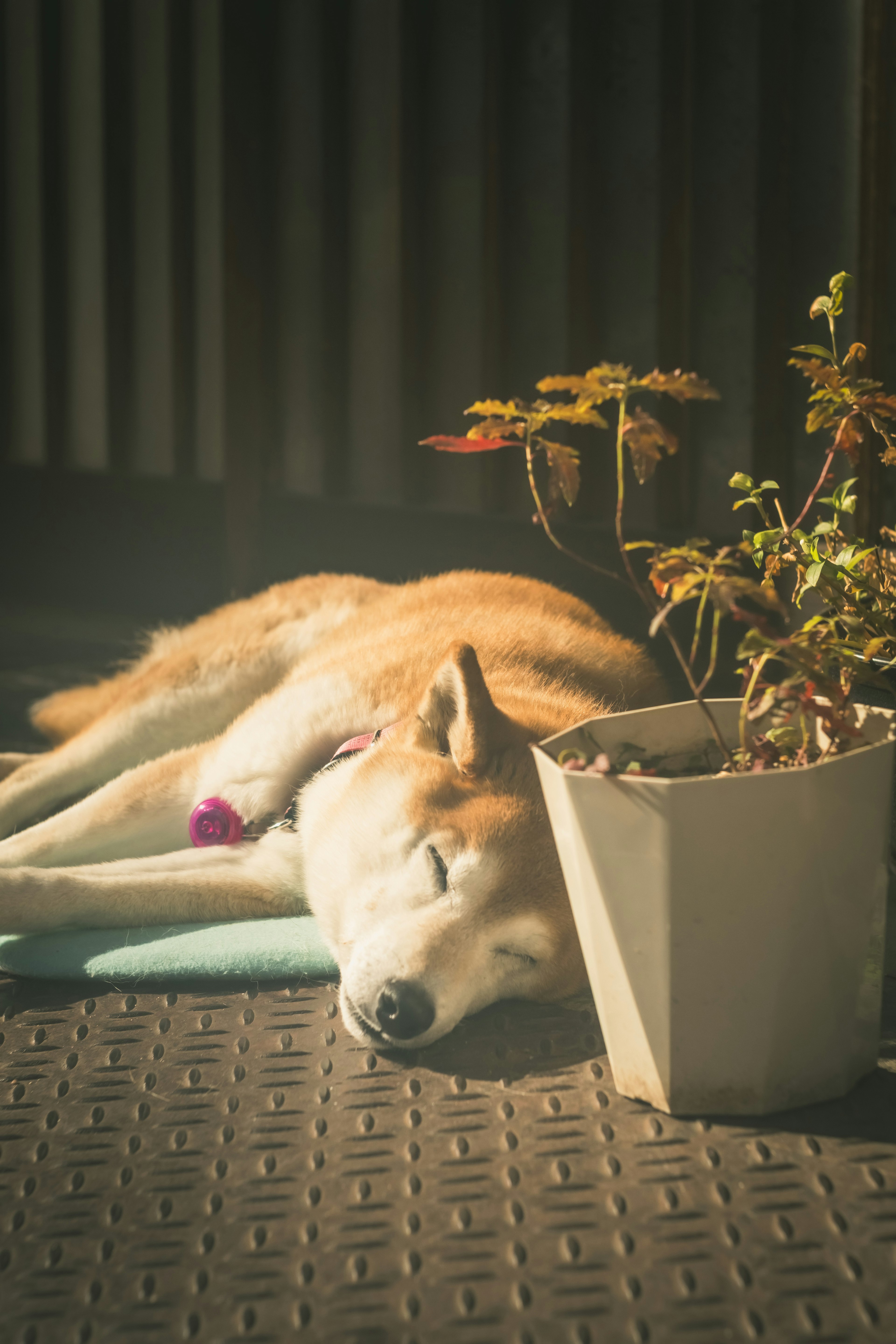 阳光下睡觉的柴犬和花盆