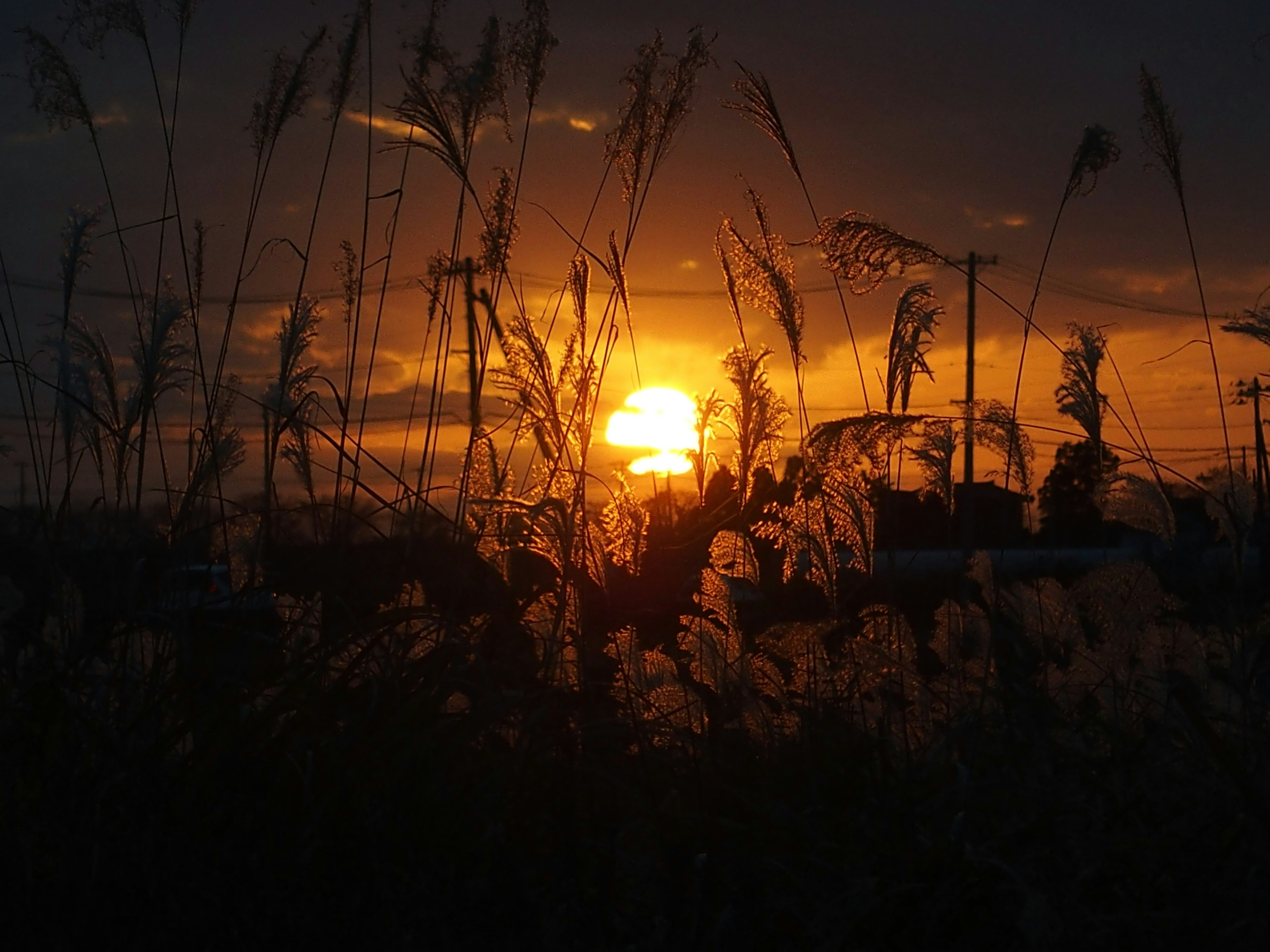 Silhouette of grass with sunset in the background