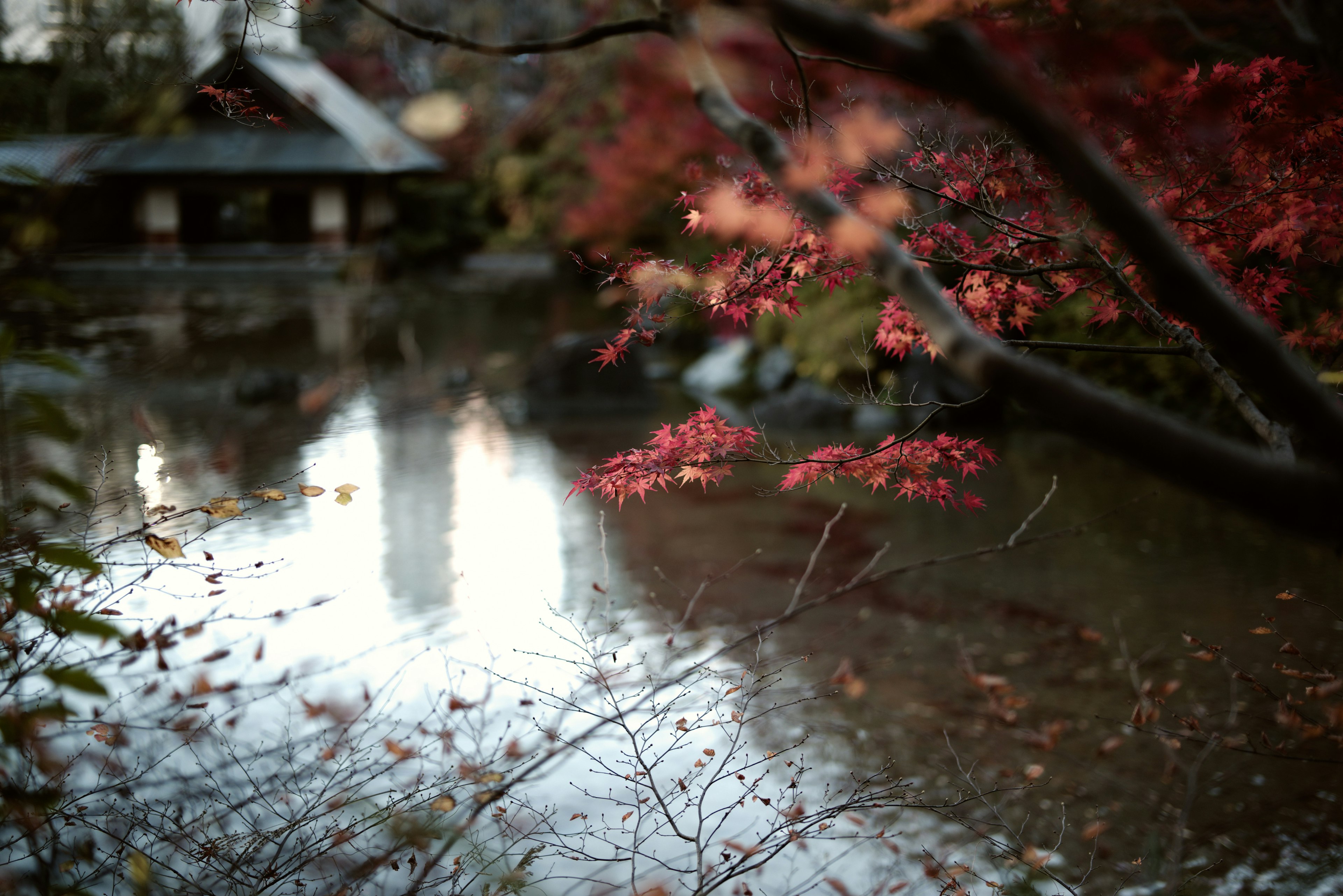 紅葉した木々と静かな池の景色 ぼやけた背景に伝統的な建物