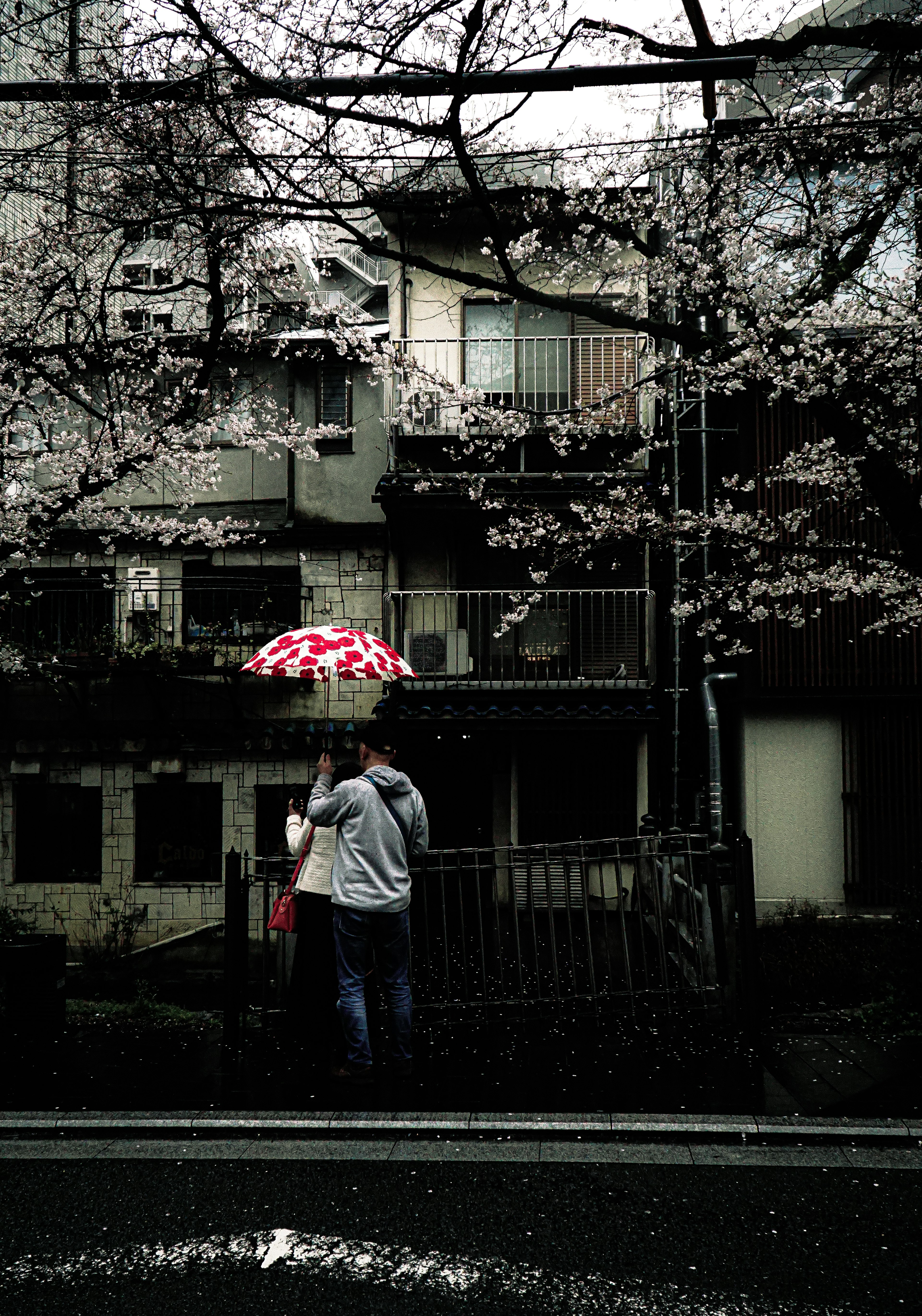 Silhouette of a couple under a cherry blossom tree holding an umbrella