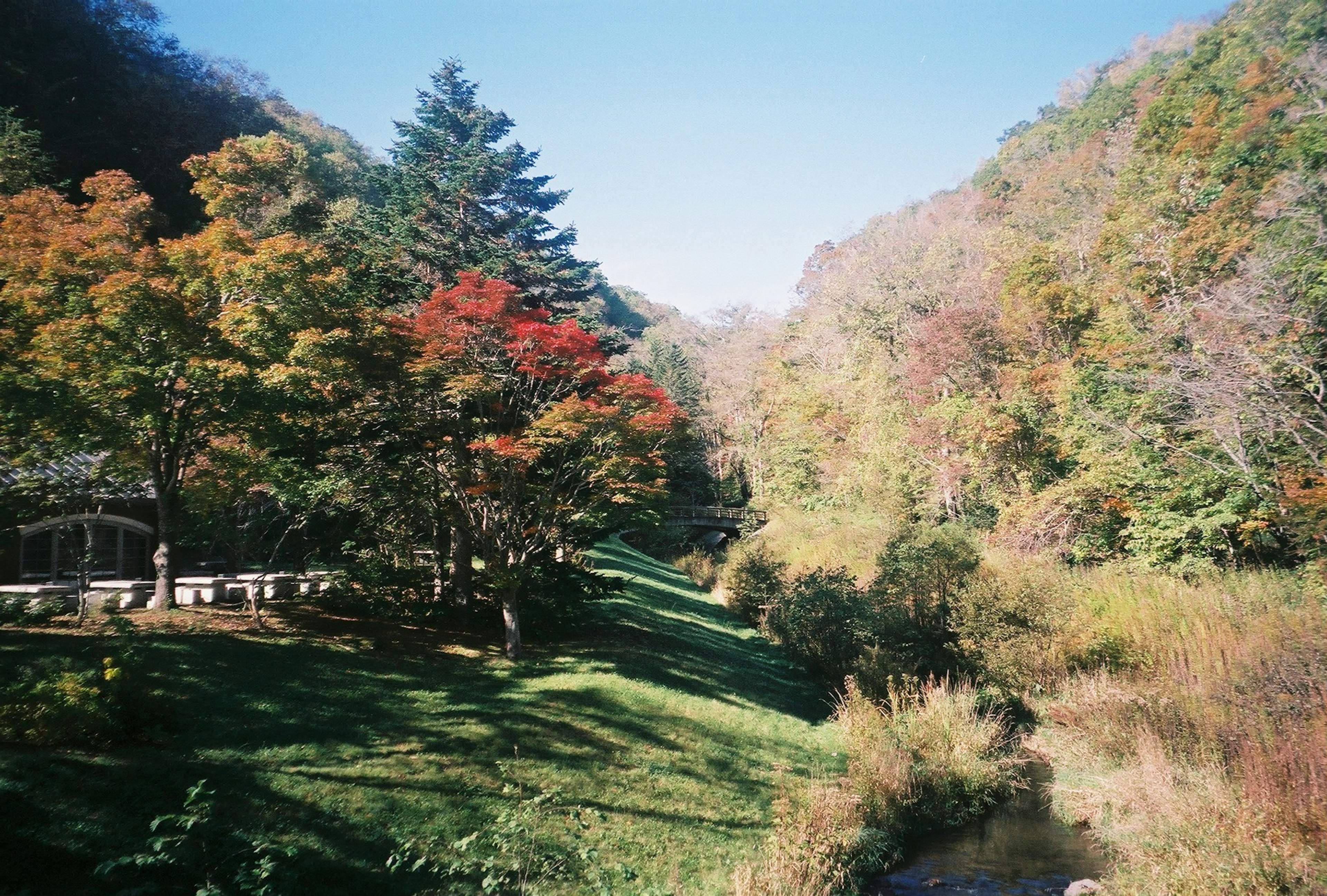 色とりどりの秋の木々が並ぶ美しい風景