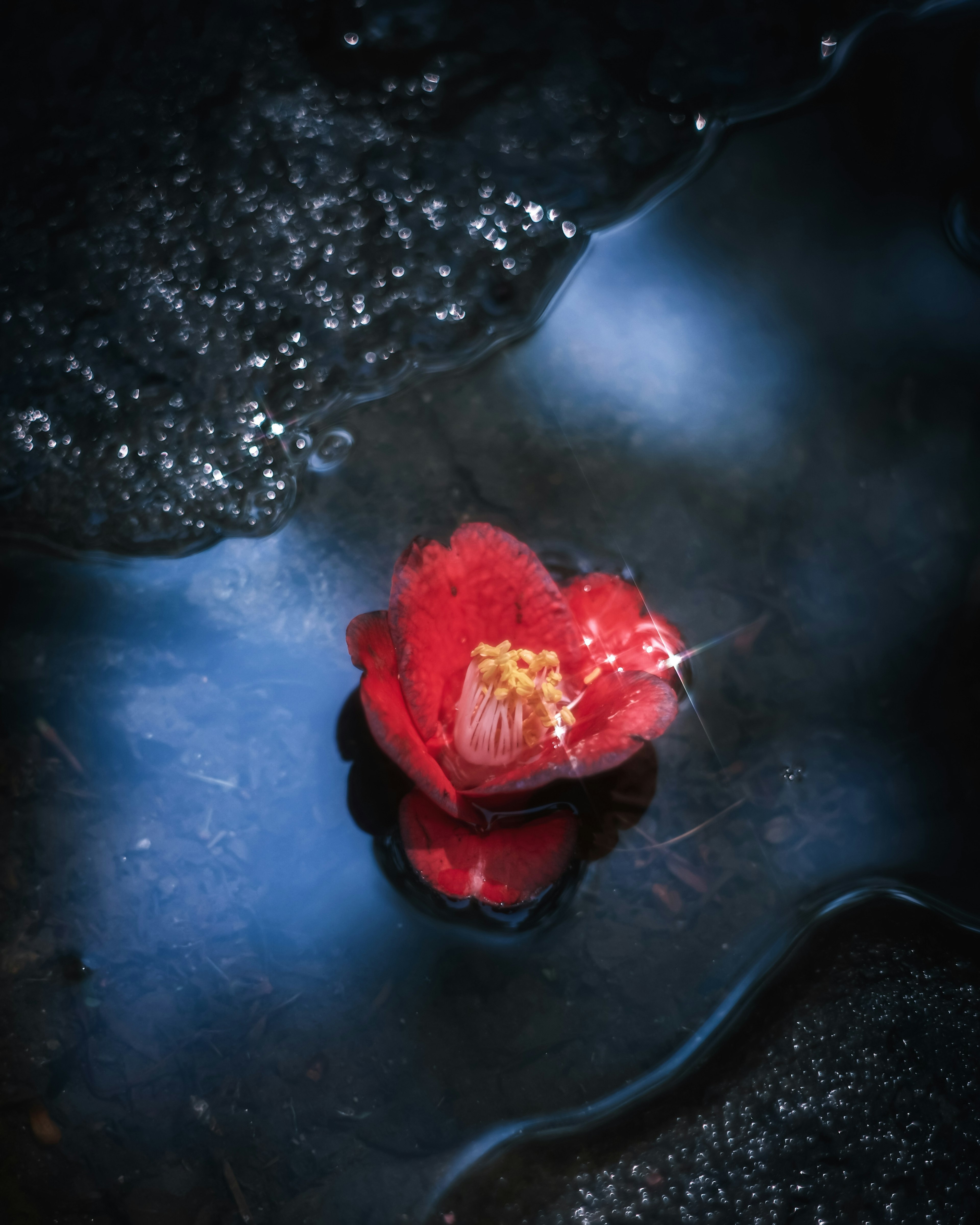 A red flower floating on the water surface with dark surroundings