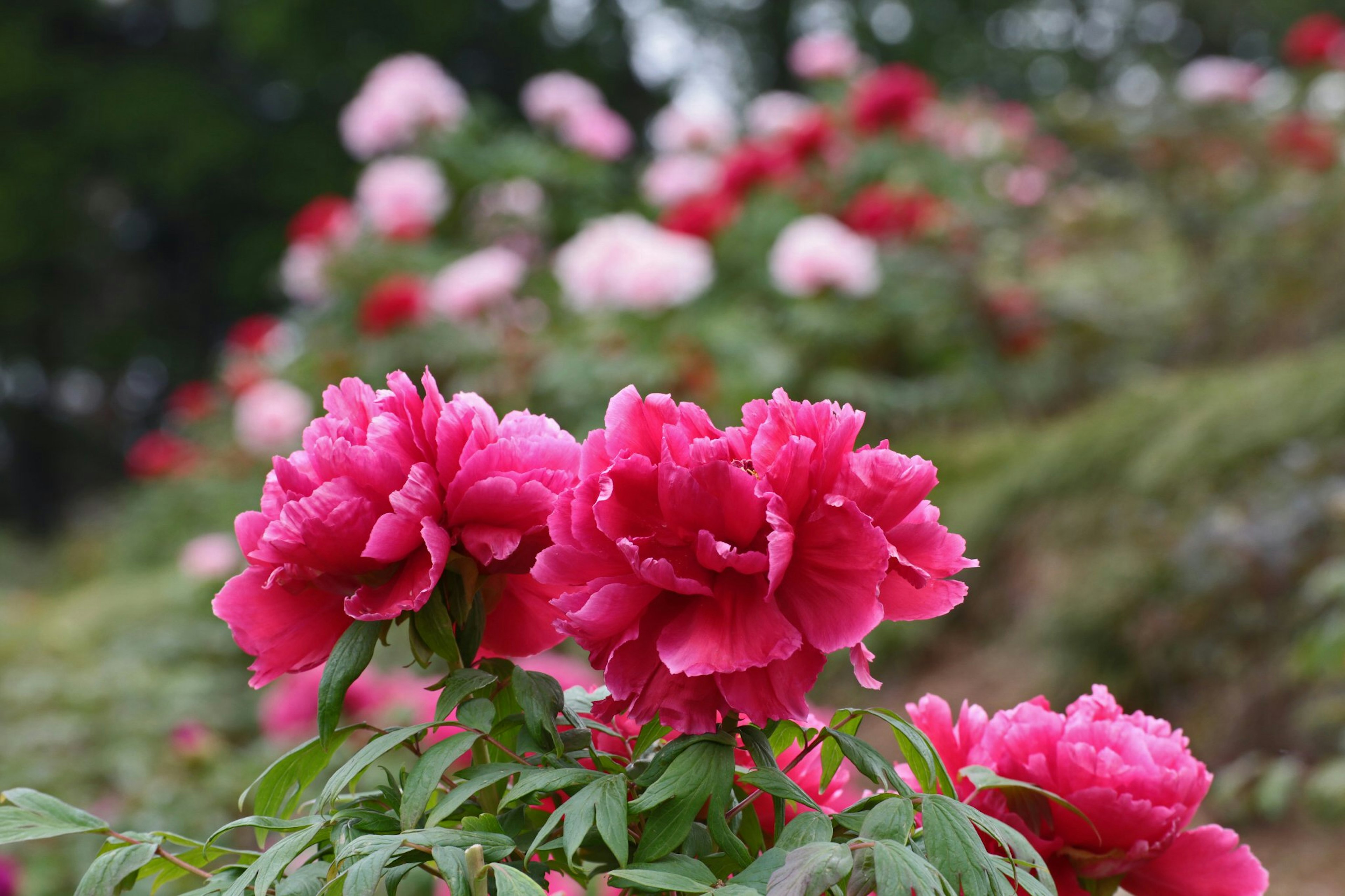 Fleurs de pivoine roses vives en fleurs avec un arrière-plan flou d'autres pivoines