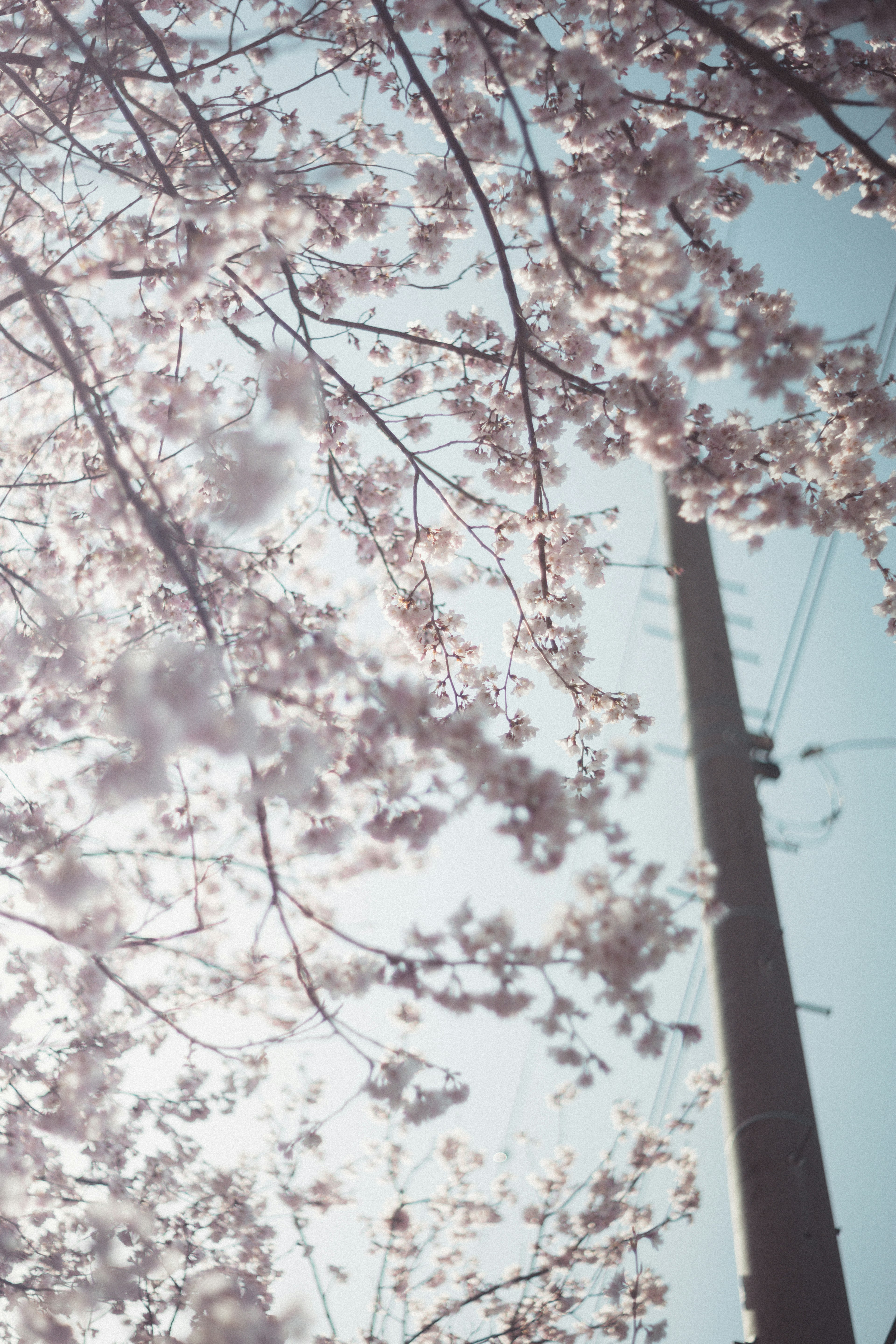 Cherry blossom tree branches with a utility pole in the background