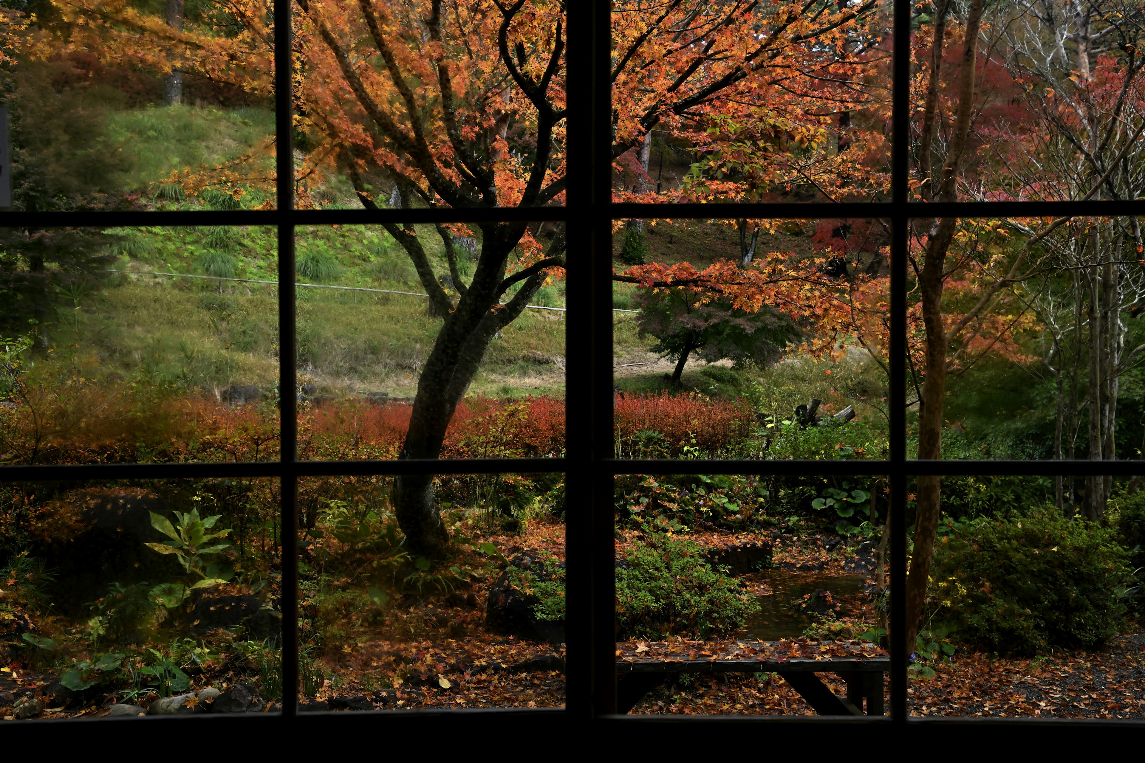 Vista di un giardino autunnale attraverso una finestra foglie colorate in evidenza