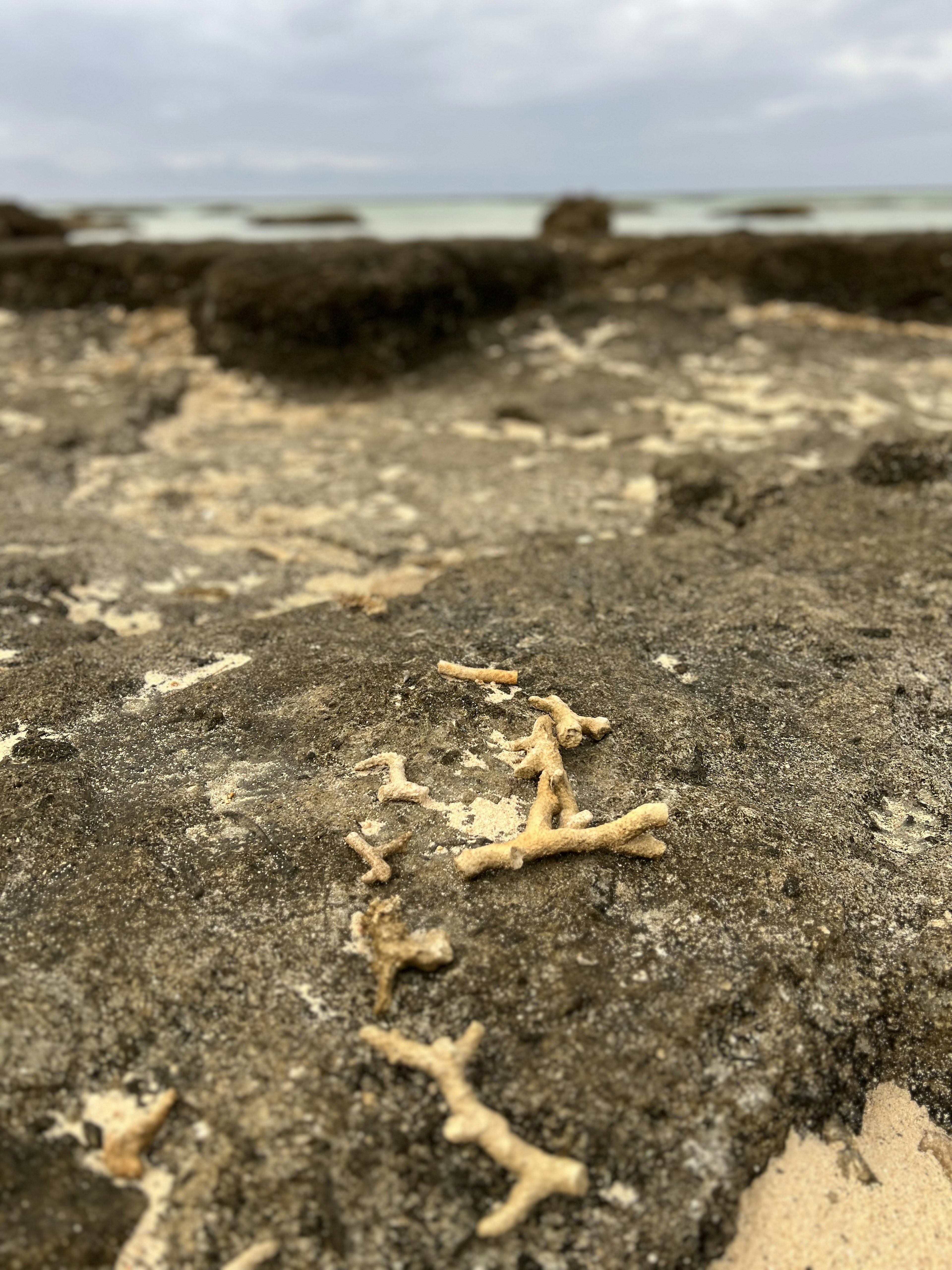 Struktur kecil seperti tulang putih di batu pantai