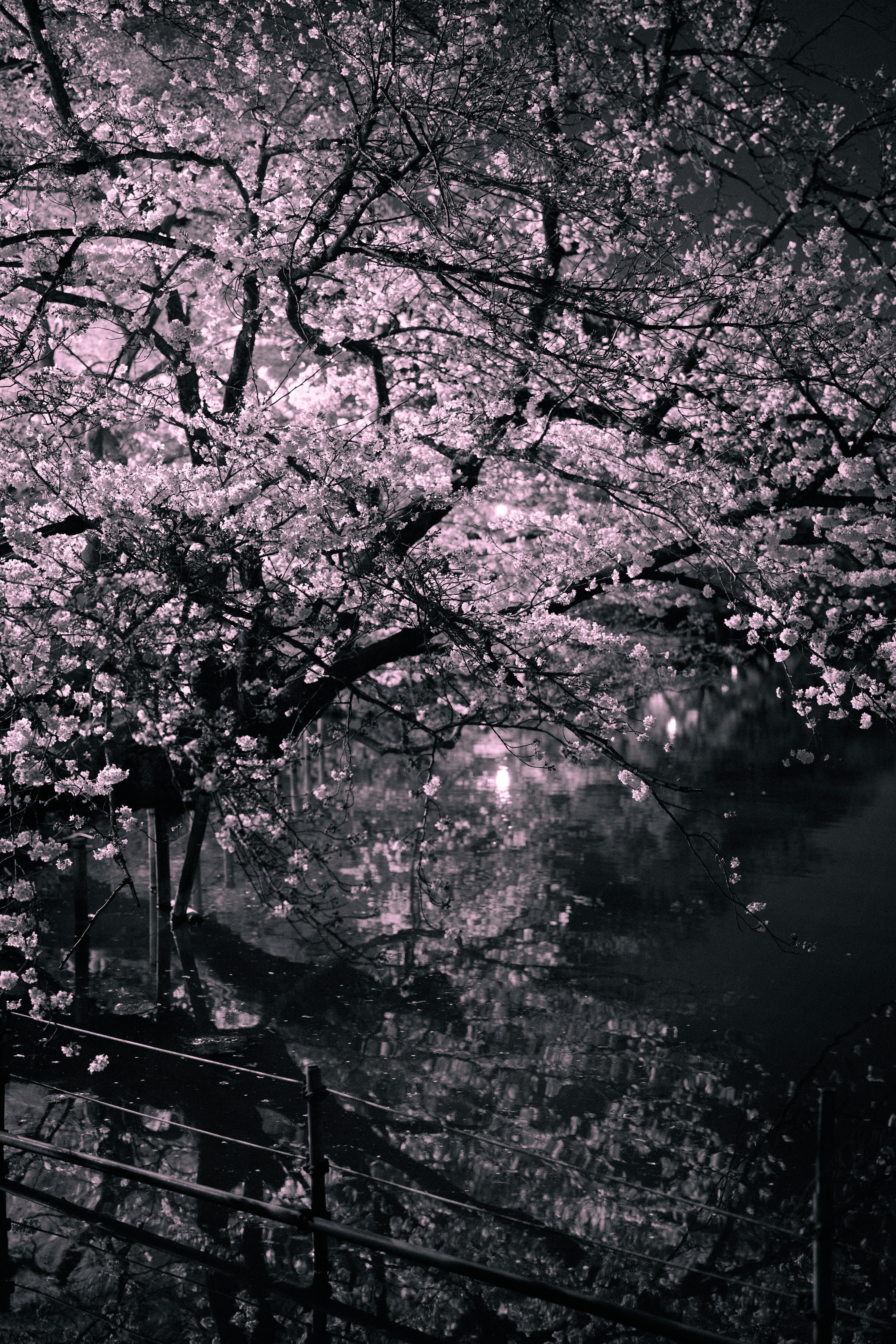 Una hermosa escena de un cerezo en flor por la noche