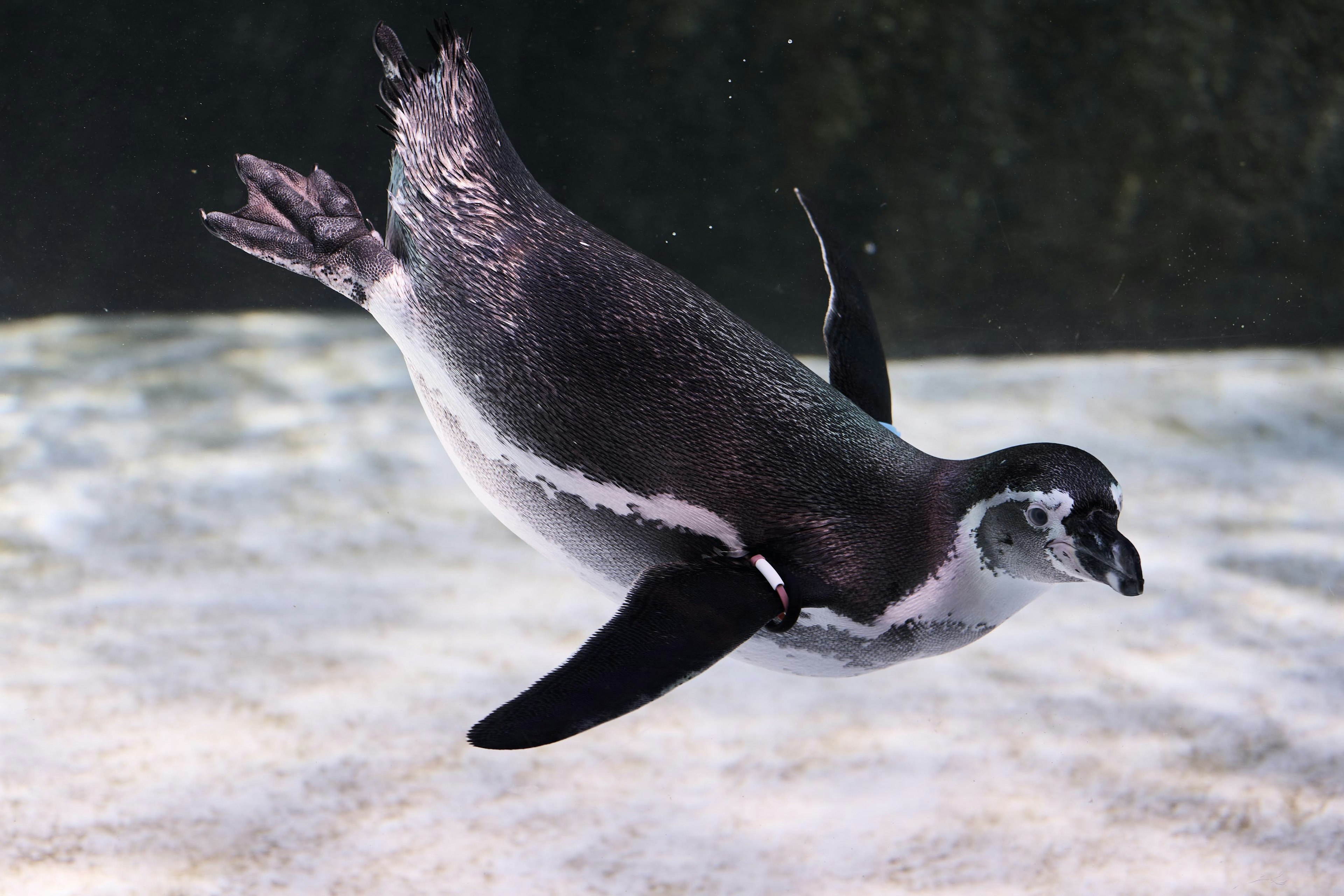 Un pingüino nadando bajo el agua con un cuerpo negro y blanco esbelto