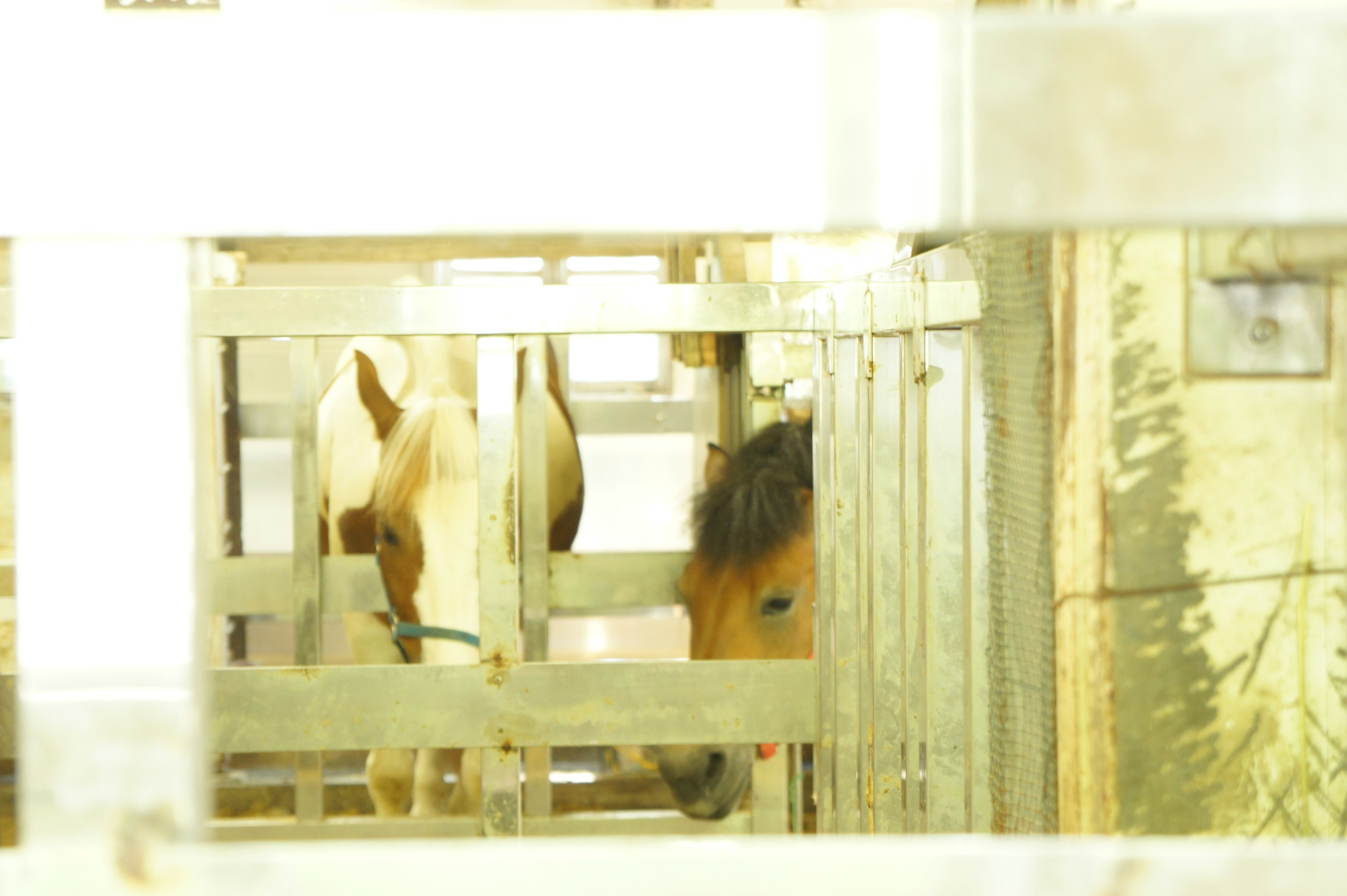 Two horses visible in a stable