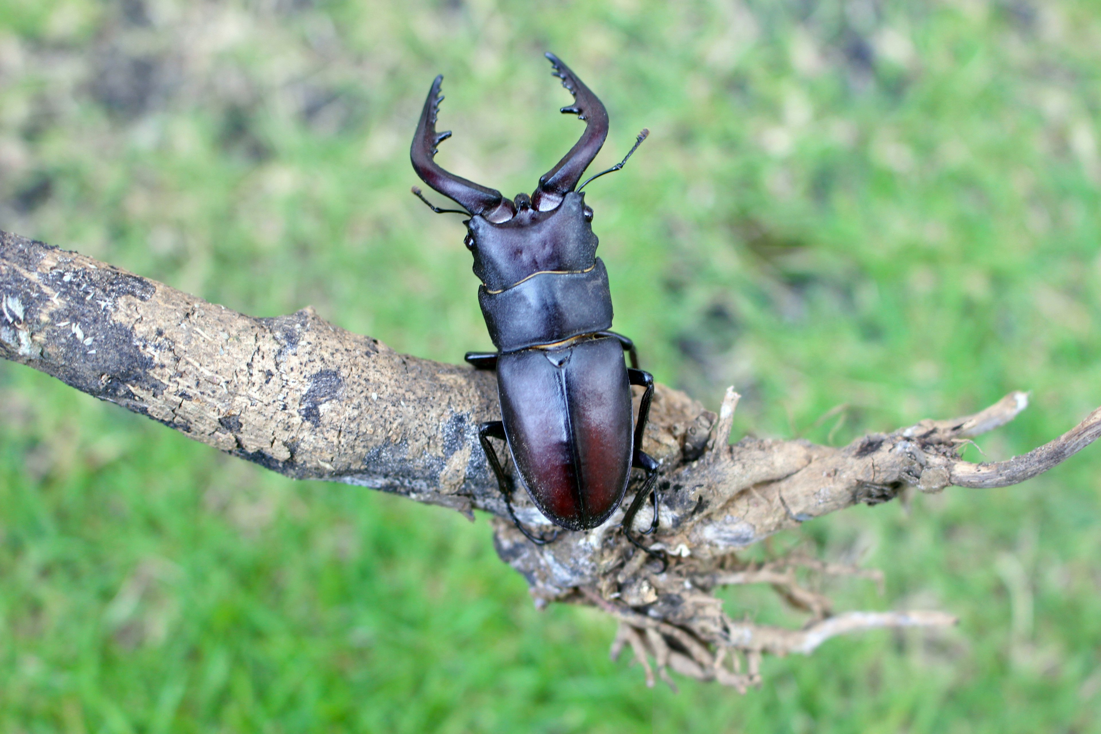 A large black beetle with prominent horns perched on a branch