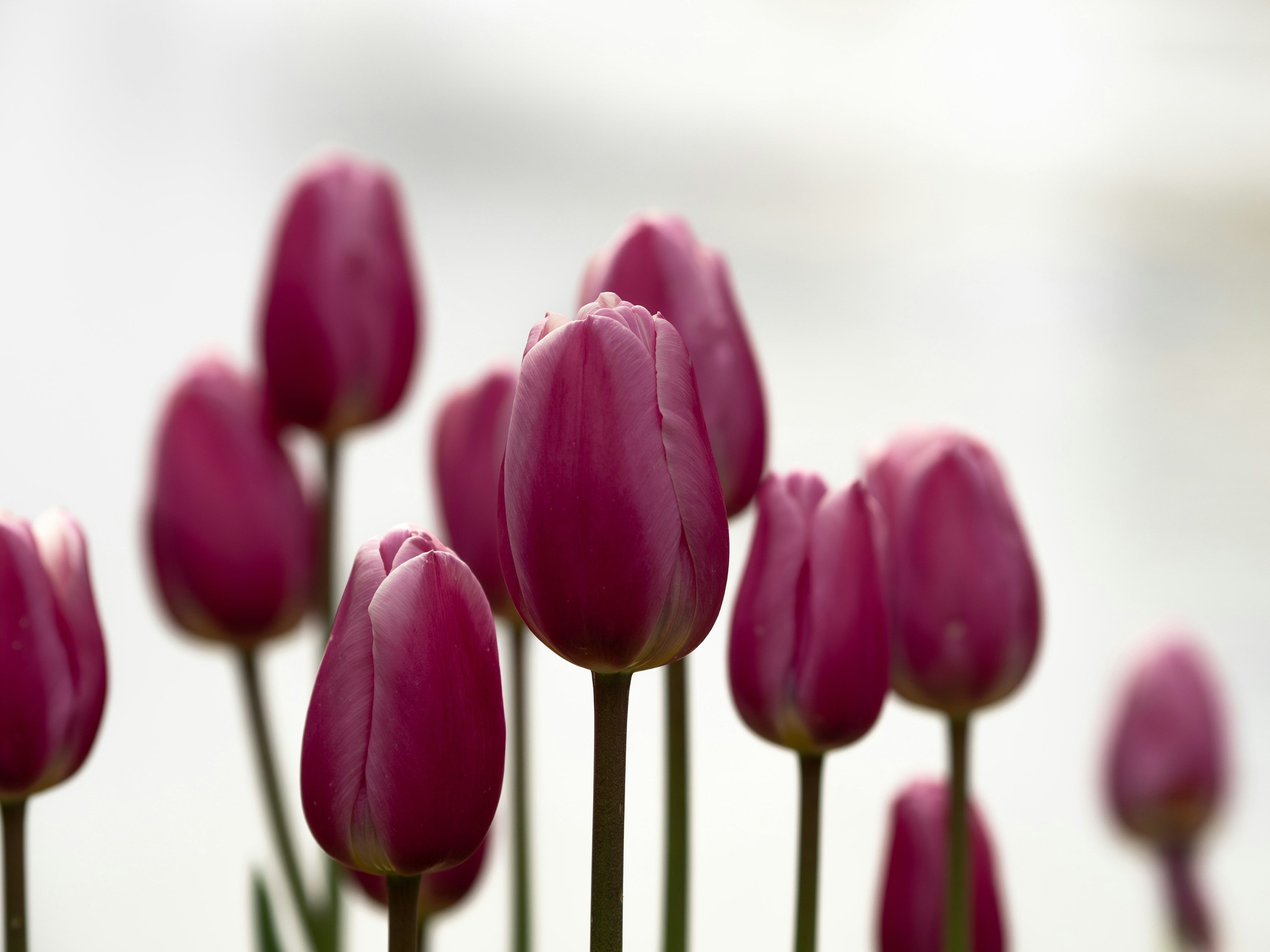 Groupe de fleurs de tulipes roses avec des tiges vertes