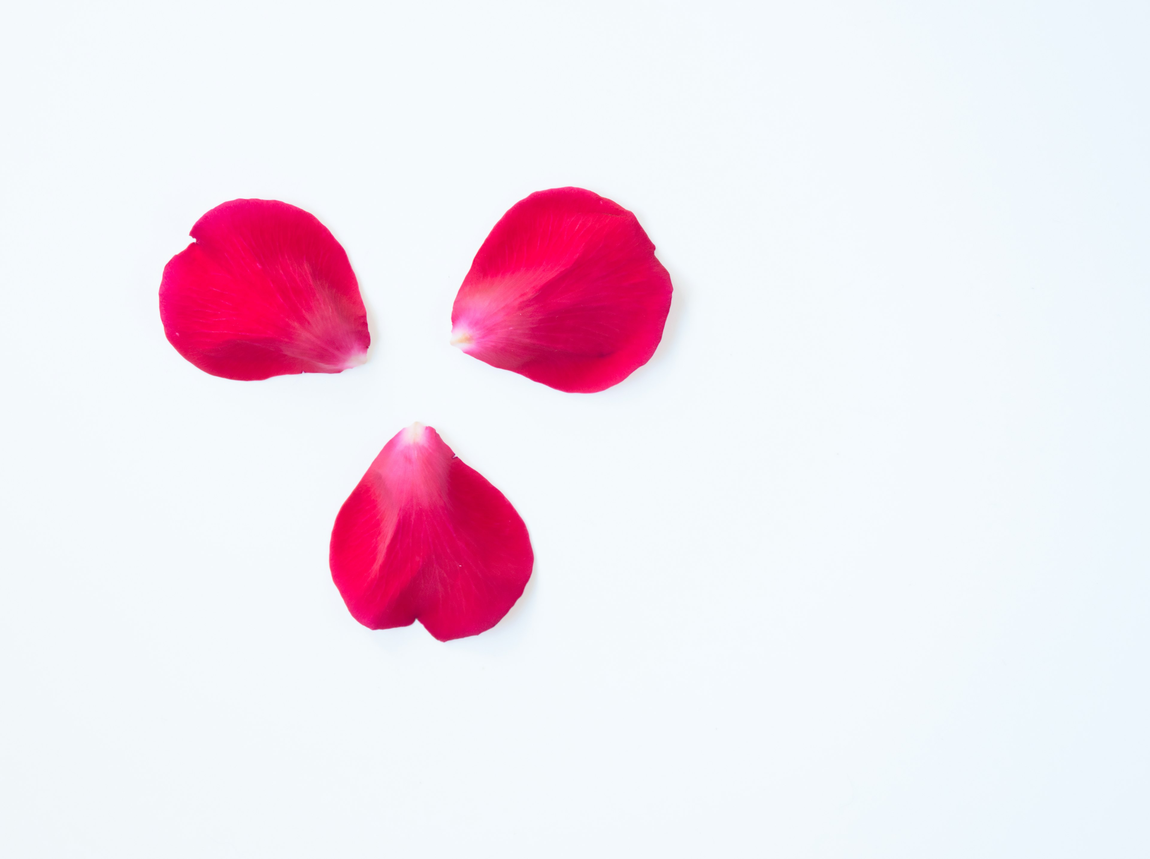 Three red rose petals arranged on a white background