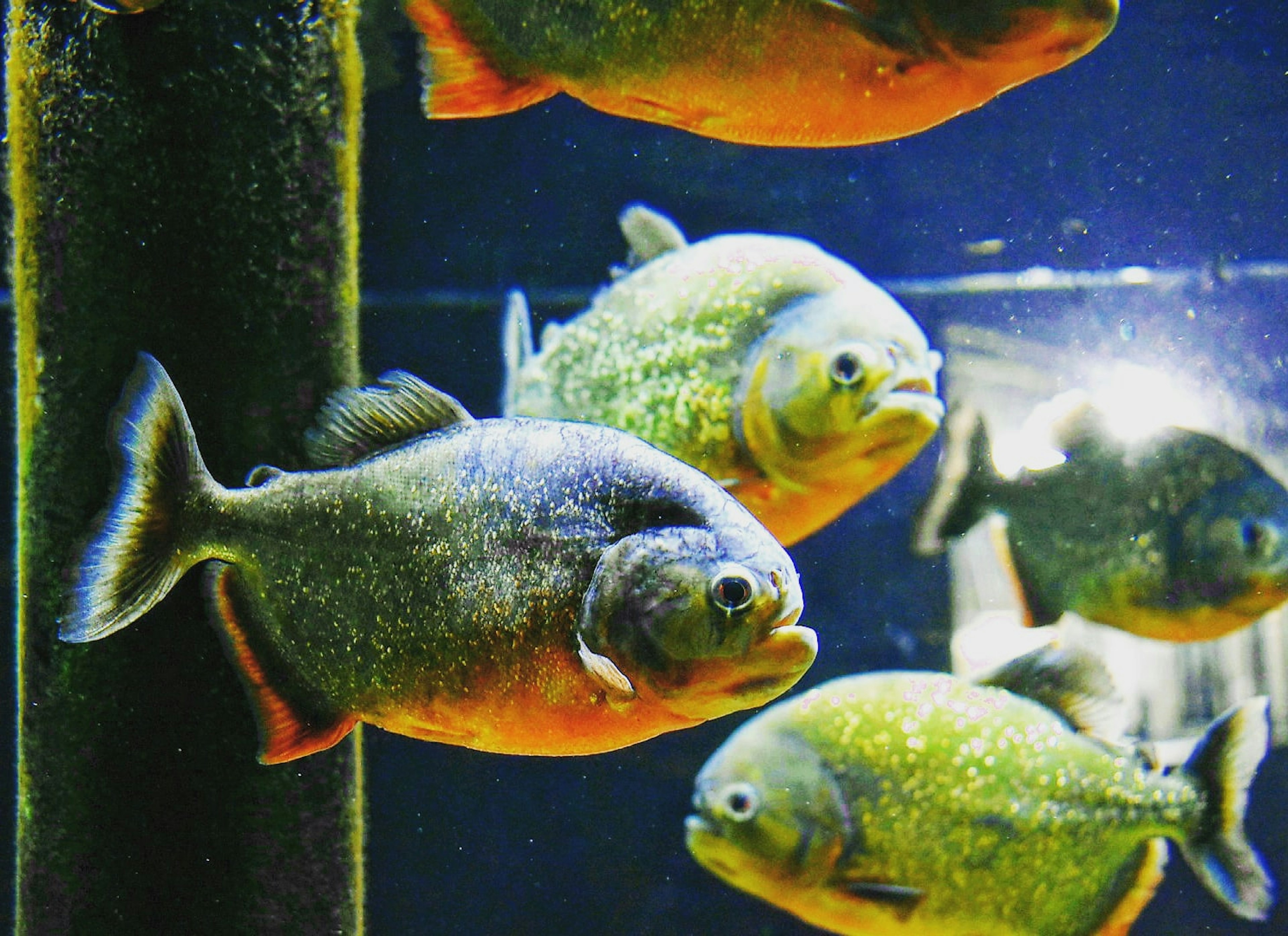 École de piranhas nageant dans un aquarium couleurs vives et formes distinctives