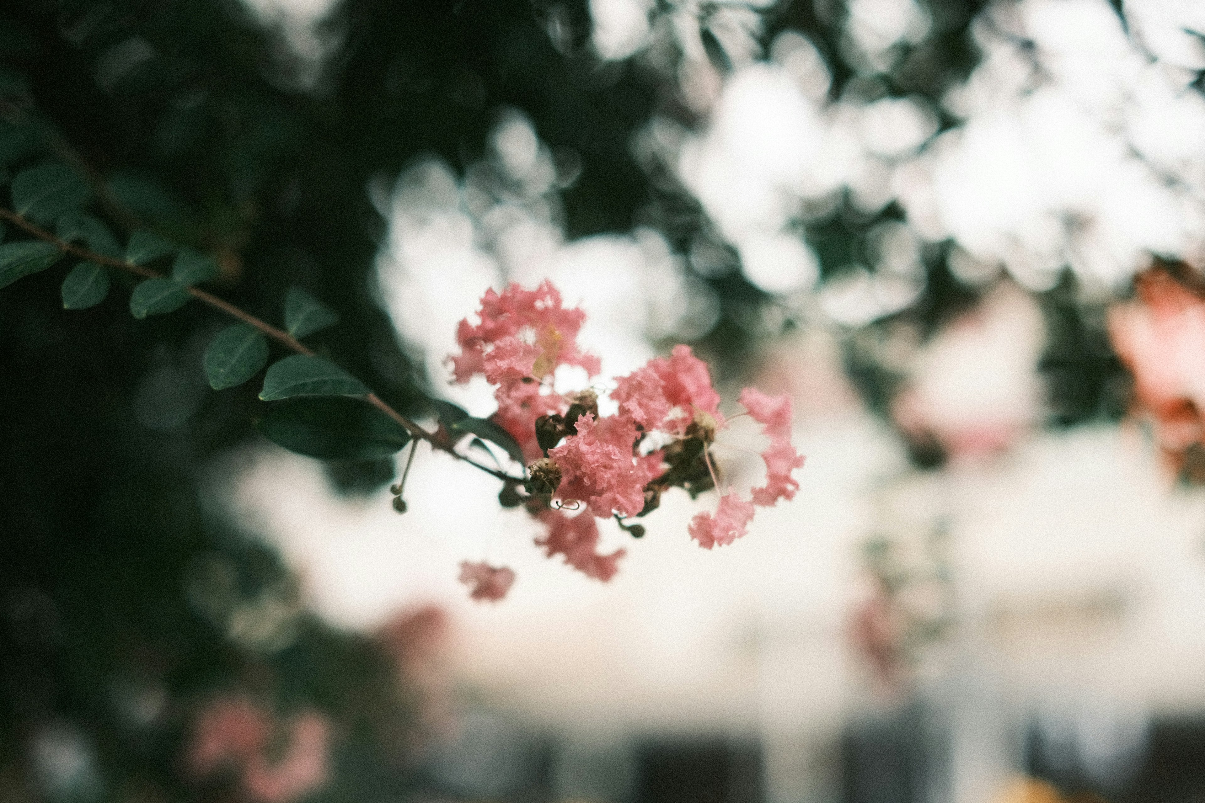 淡いピンクの花が咲いている枝と背景にぼんやりとした緑