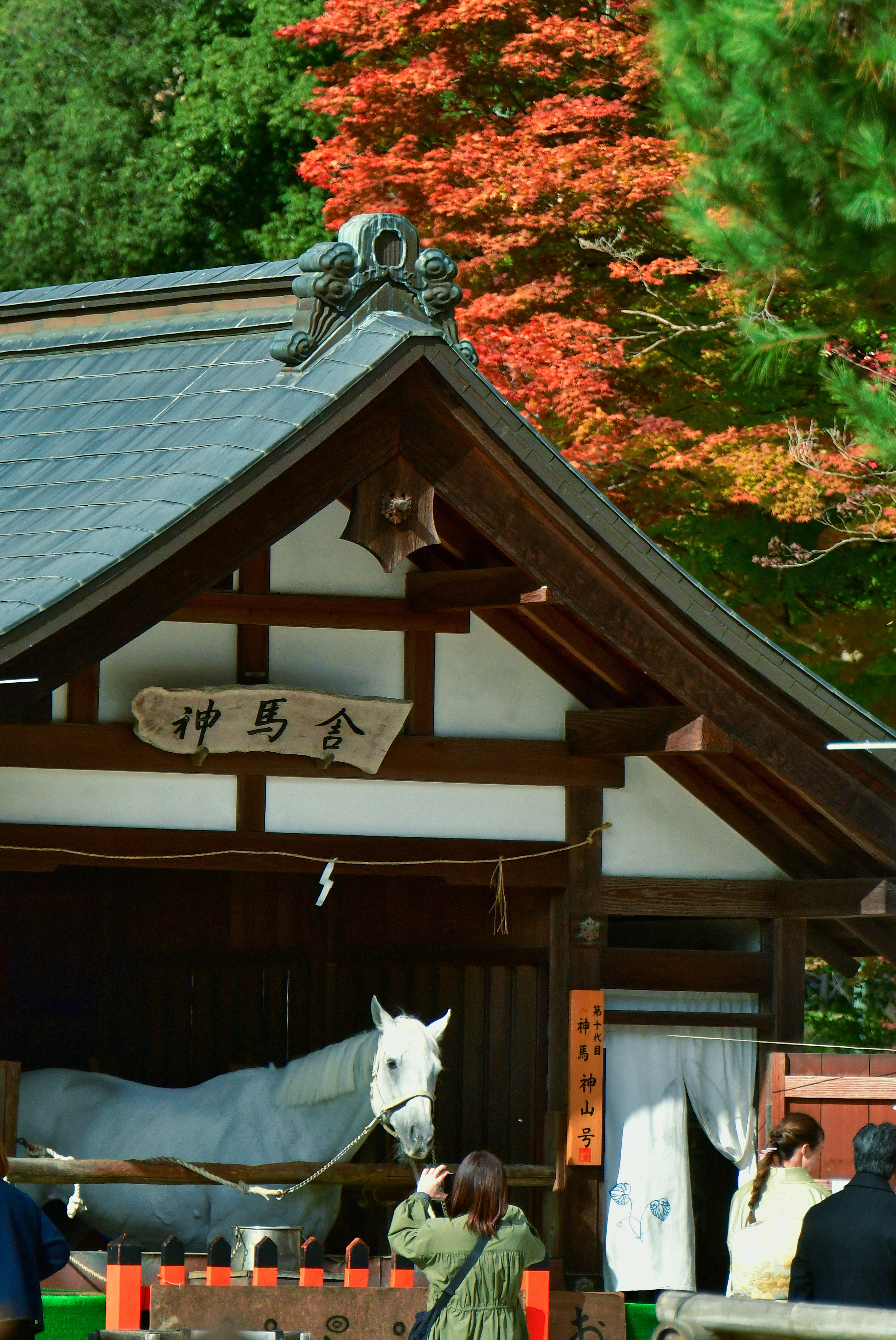 白马在传统日本建筑旁，背景是秋季的红叶