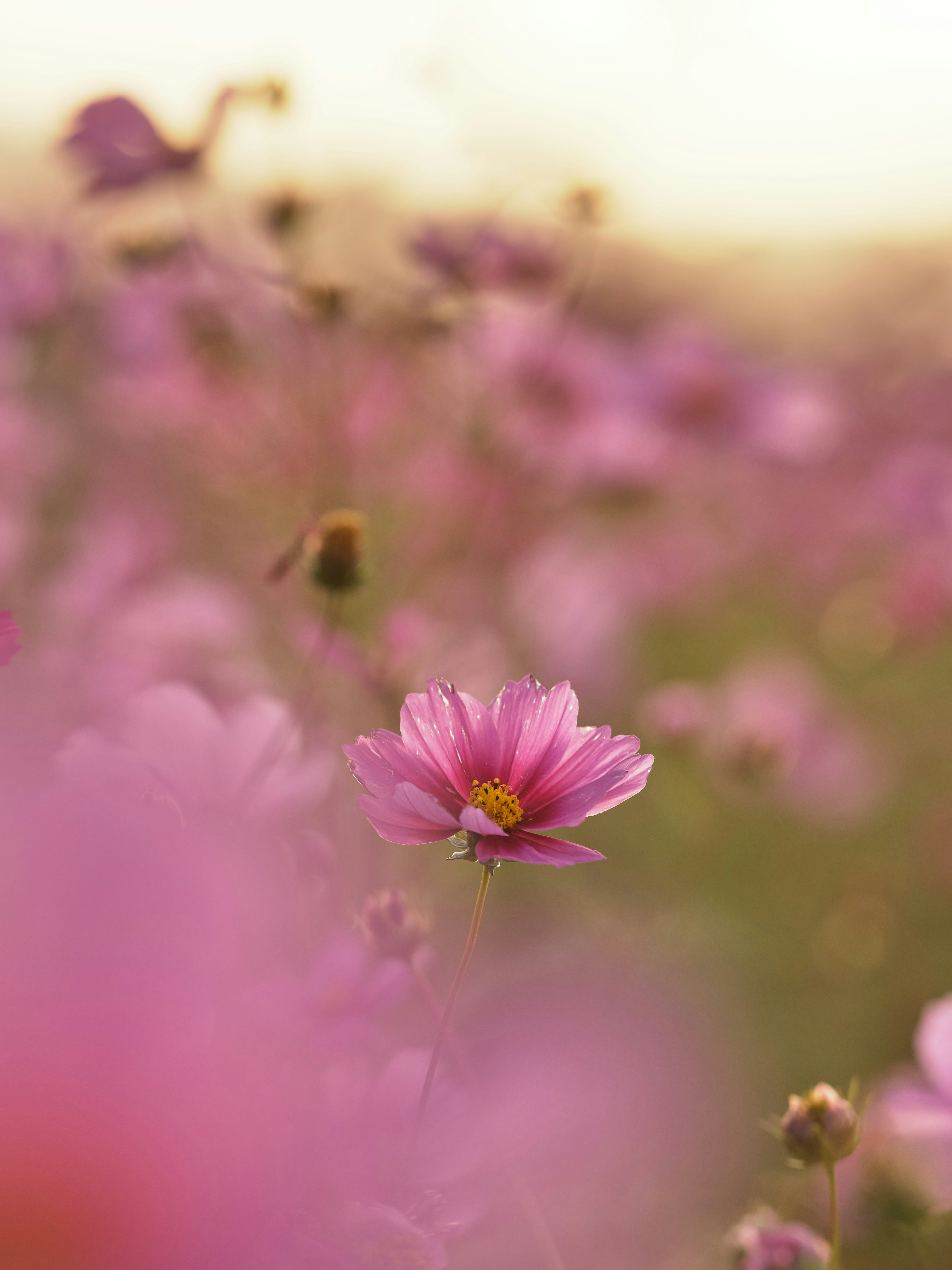 A close-up of pink flowers in a soft-focus background