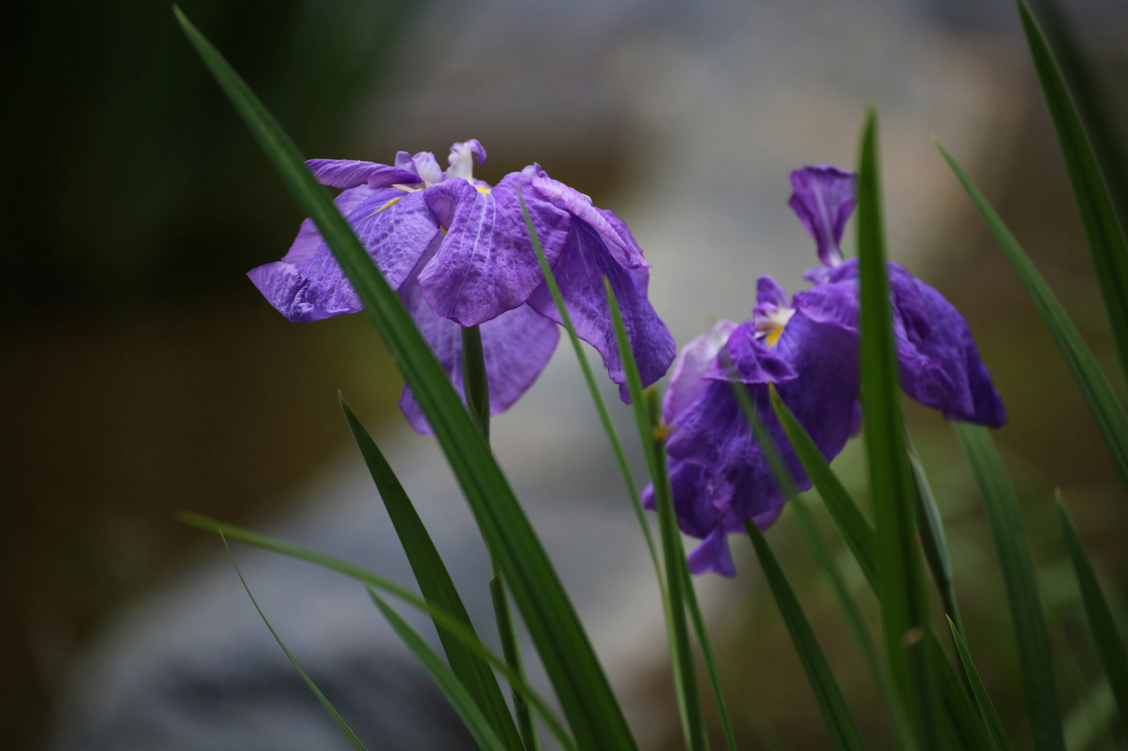 Fiori viola con foglie verdi in un ambiente naturale