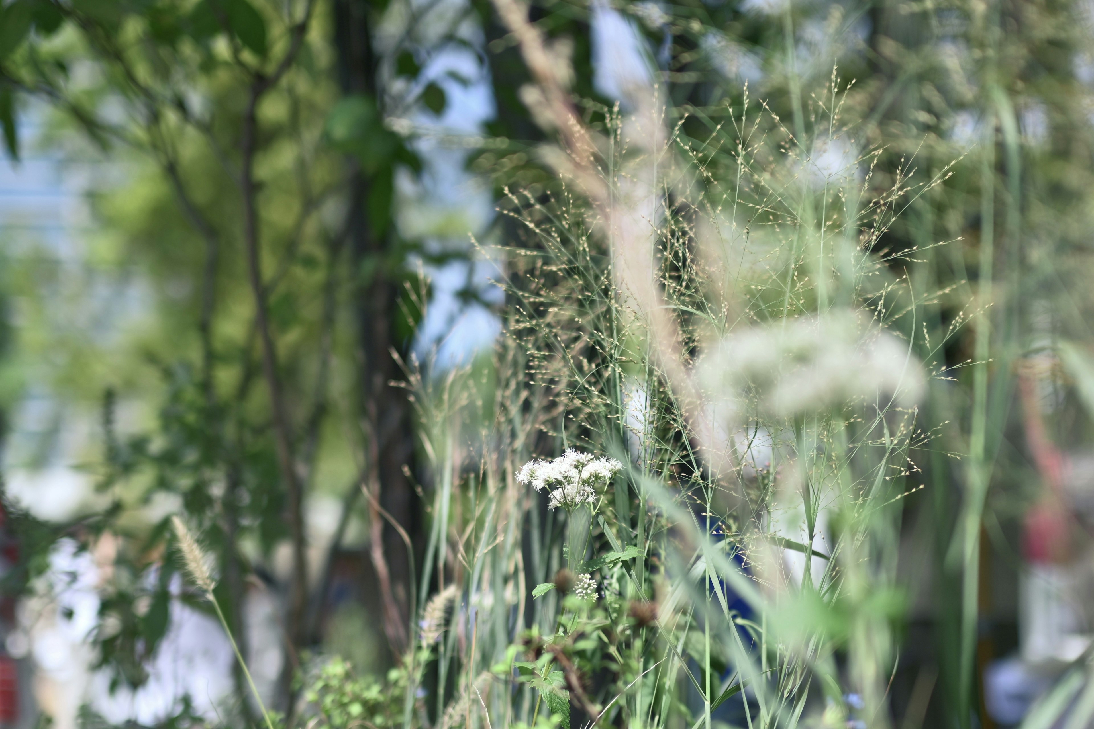 Nahaufnahme von üppigem Grün mit verschiedenen Pflanzen und Blumen