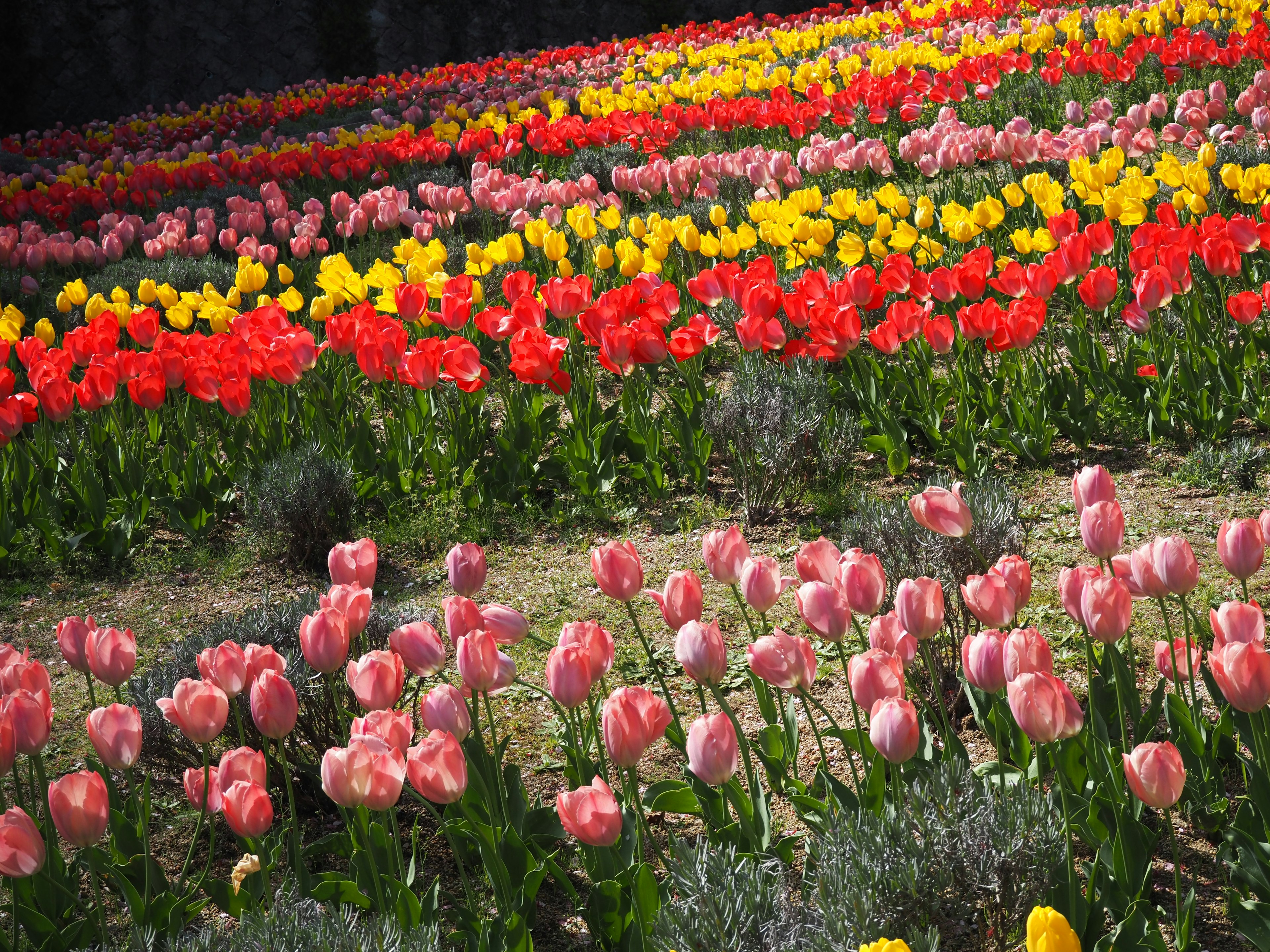 Vibrant tulip field with rows of red yellow and pink flowers