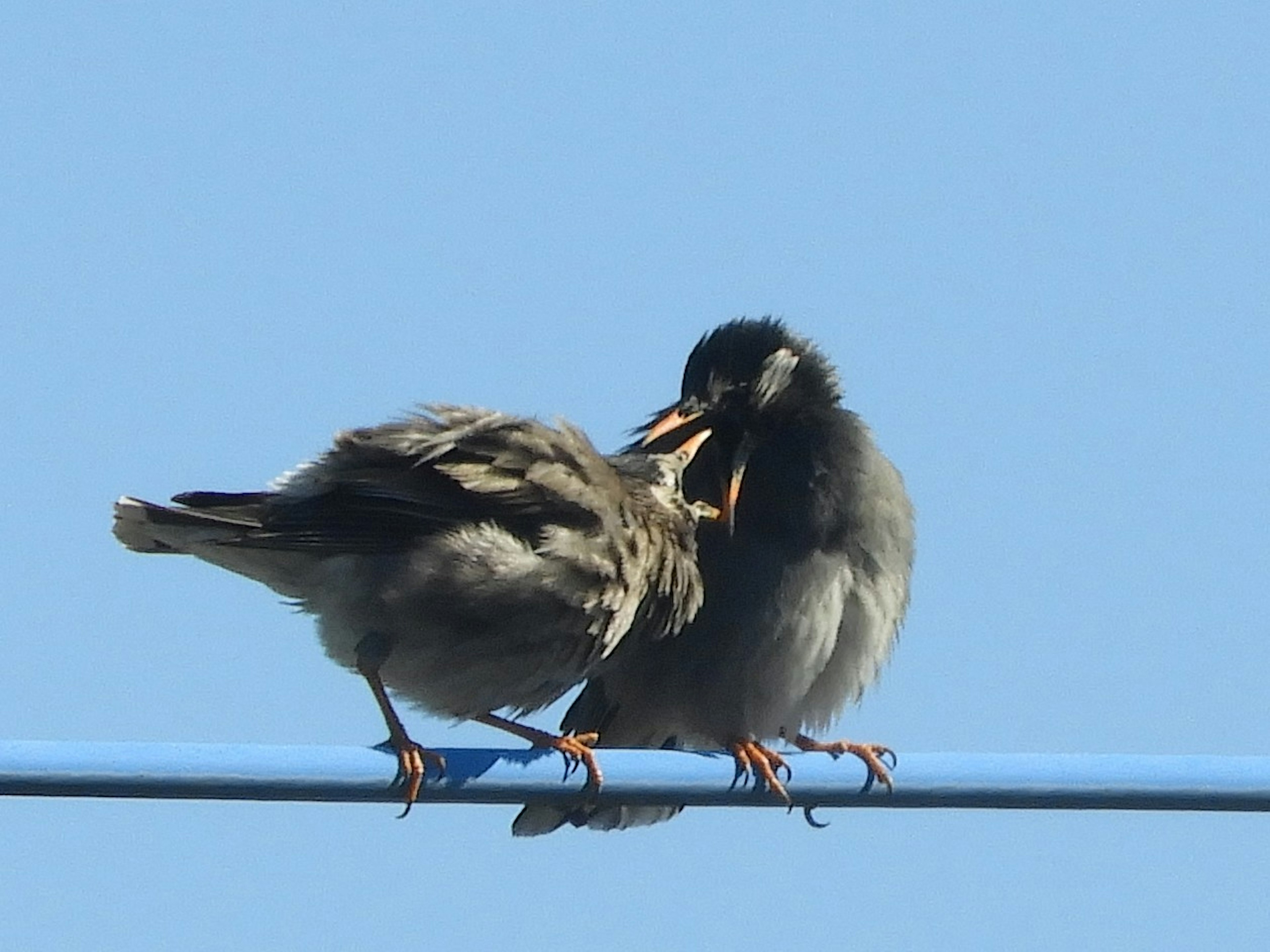 Zwei Vögel auf einem Draht vor blauem Himmel