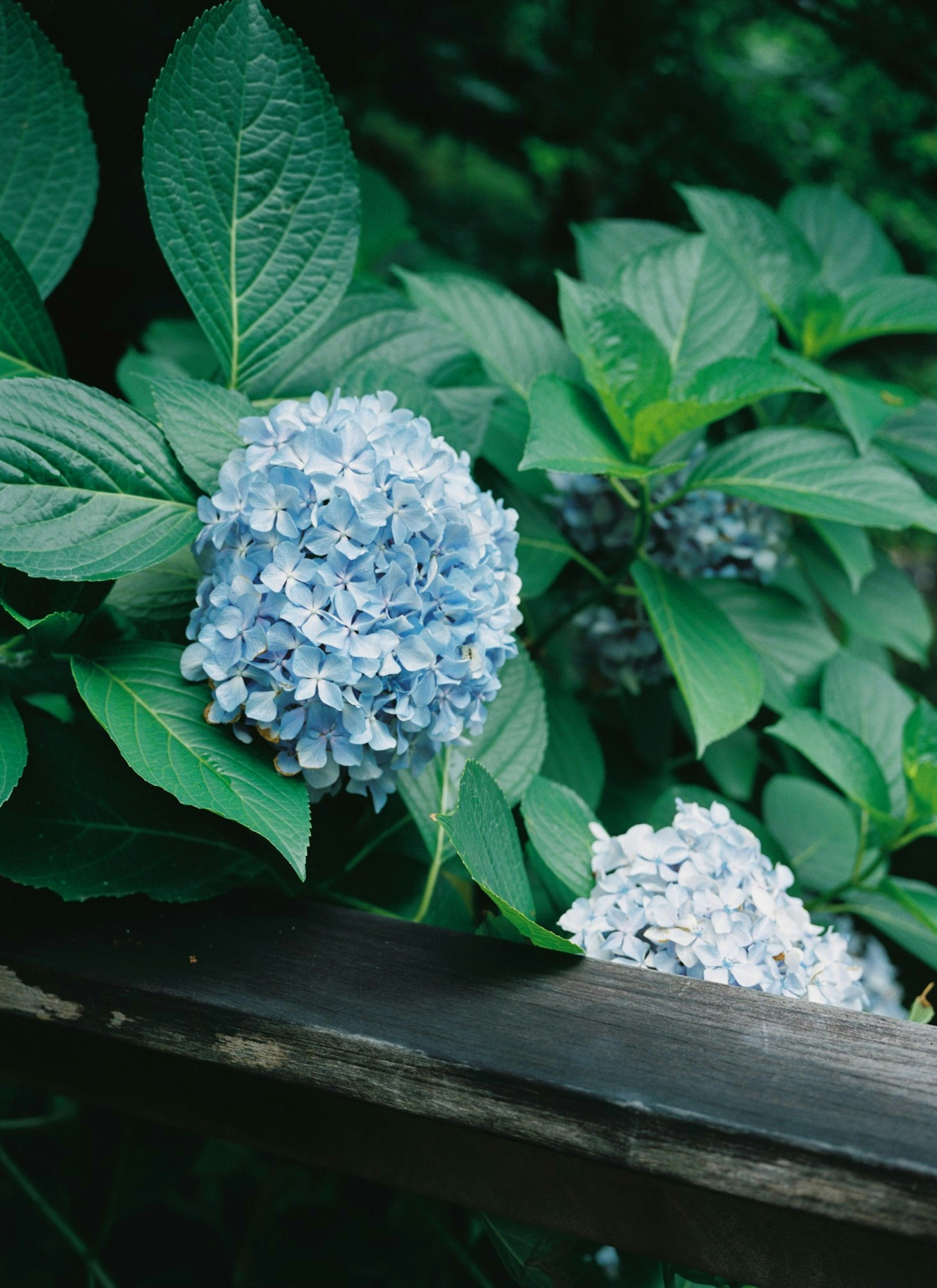 Nahaufnahme von blauen Hortensienblüten umgeben von grünen Blättern