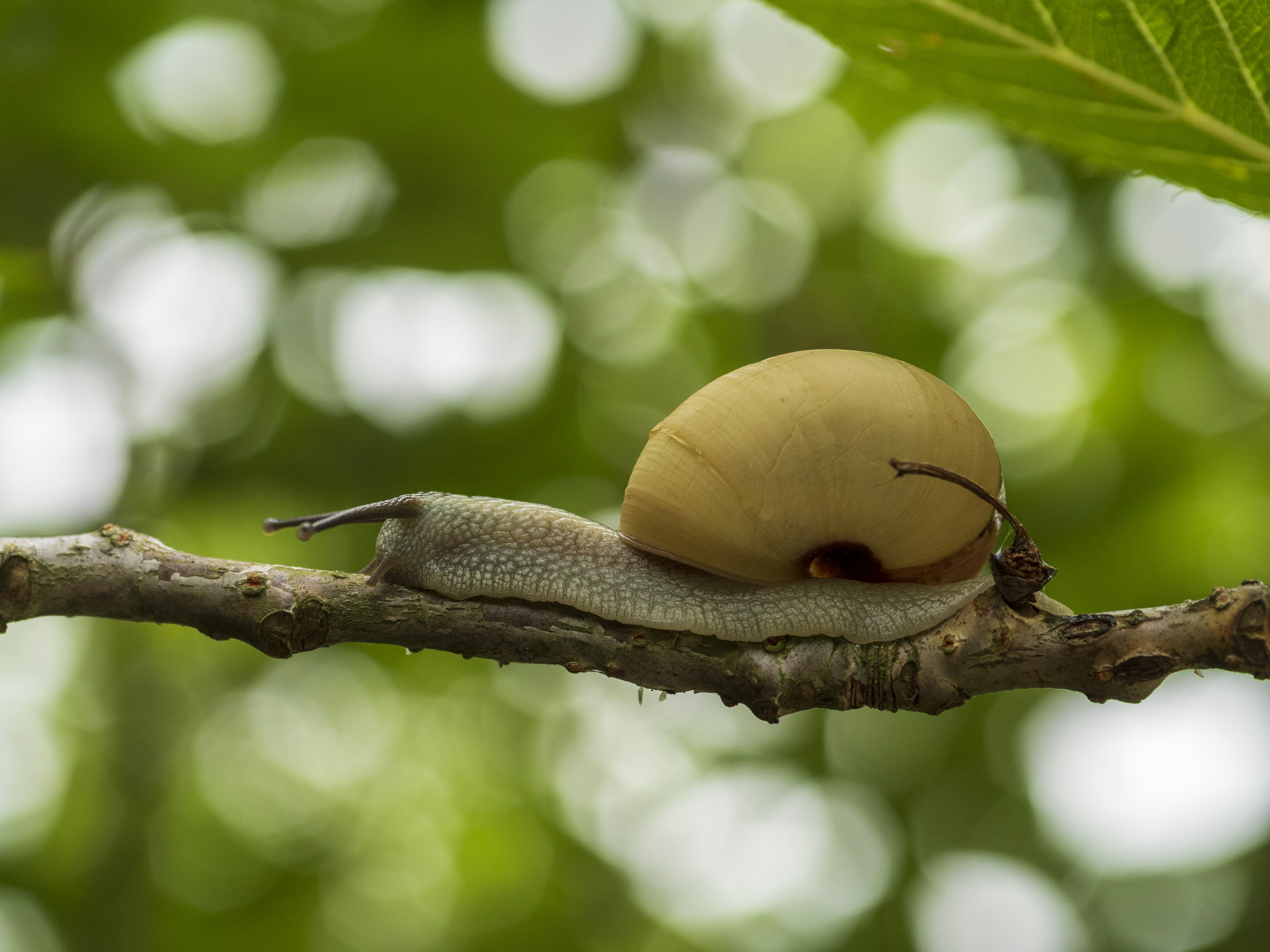 A yellow snail on a branch with a green blurred background